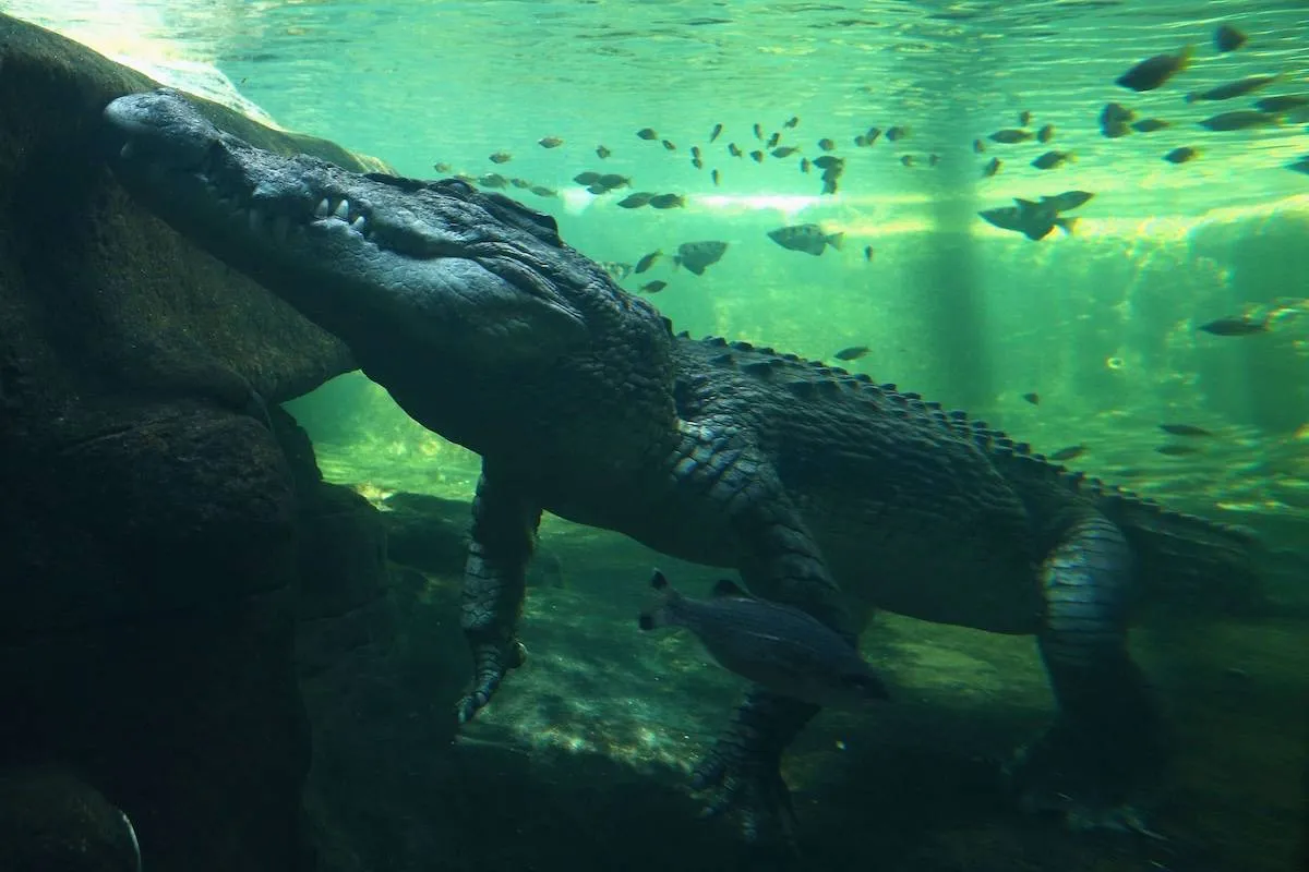 krokodille australien