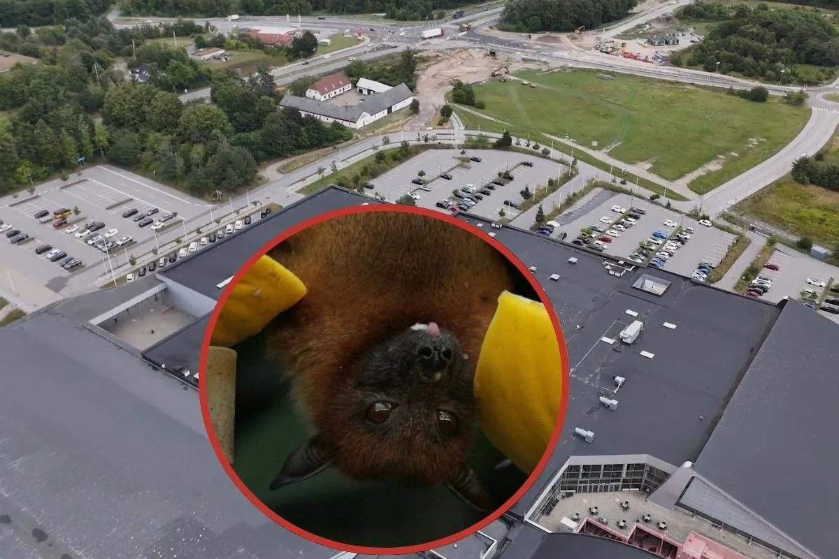 Gigantium Flagermus