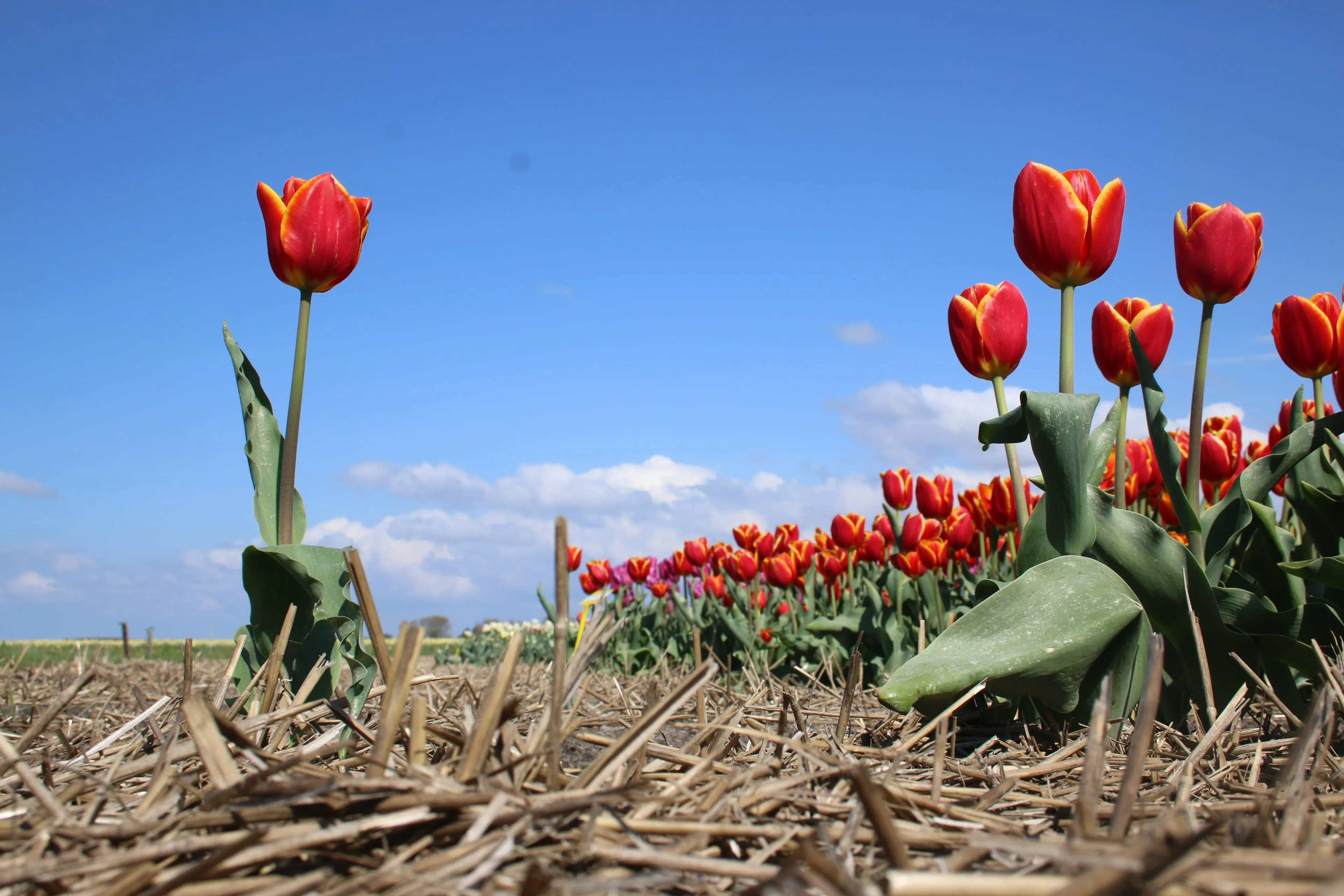 Knetter! Nationale Tulpendag doelwit van klimaatgekken: "Promotiestunt van een vervuilende industrie!"