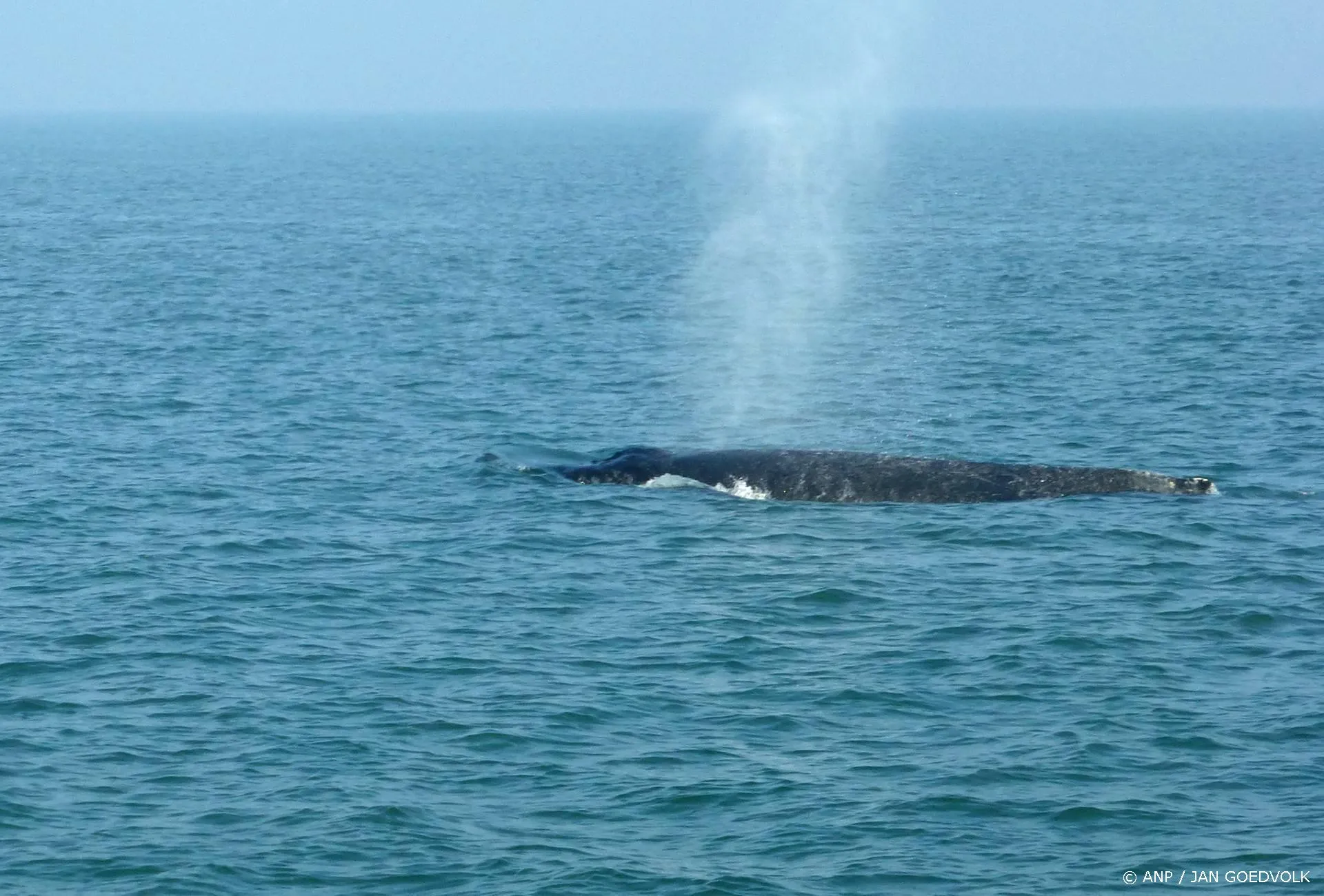 anp020725088 1