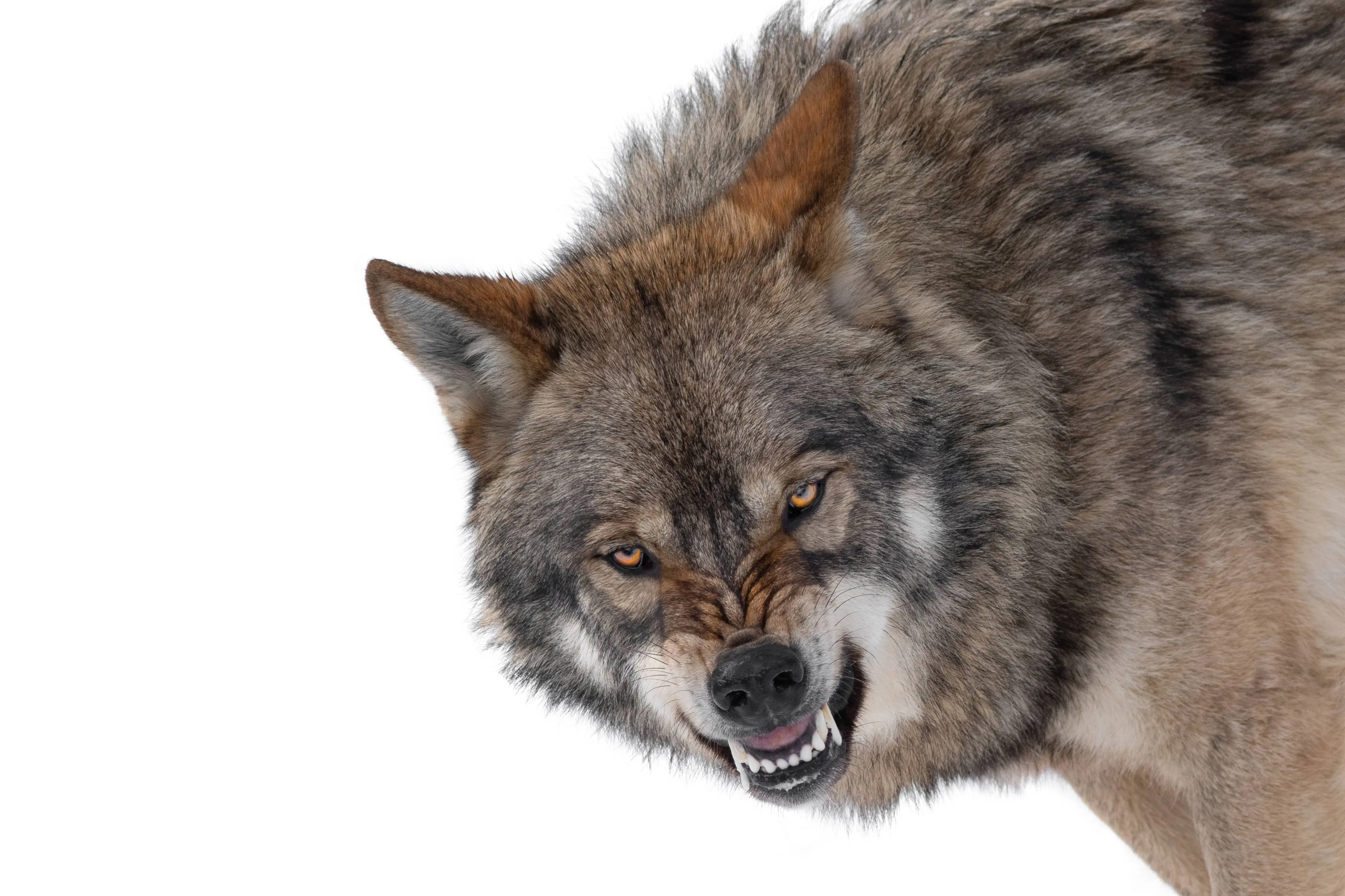 shutterstock_2401015743