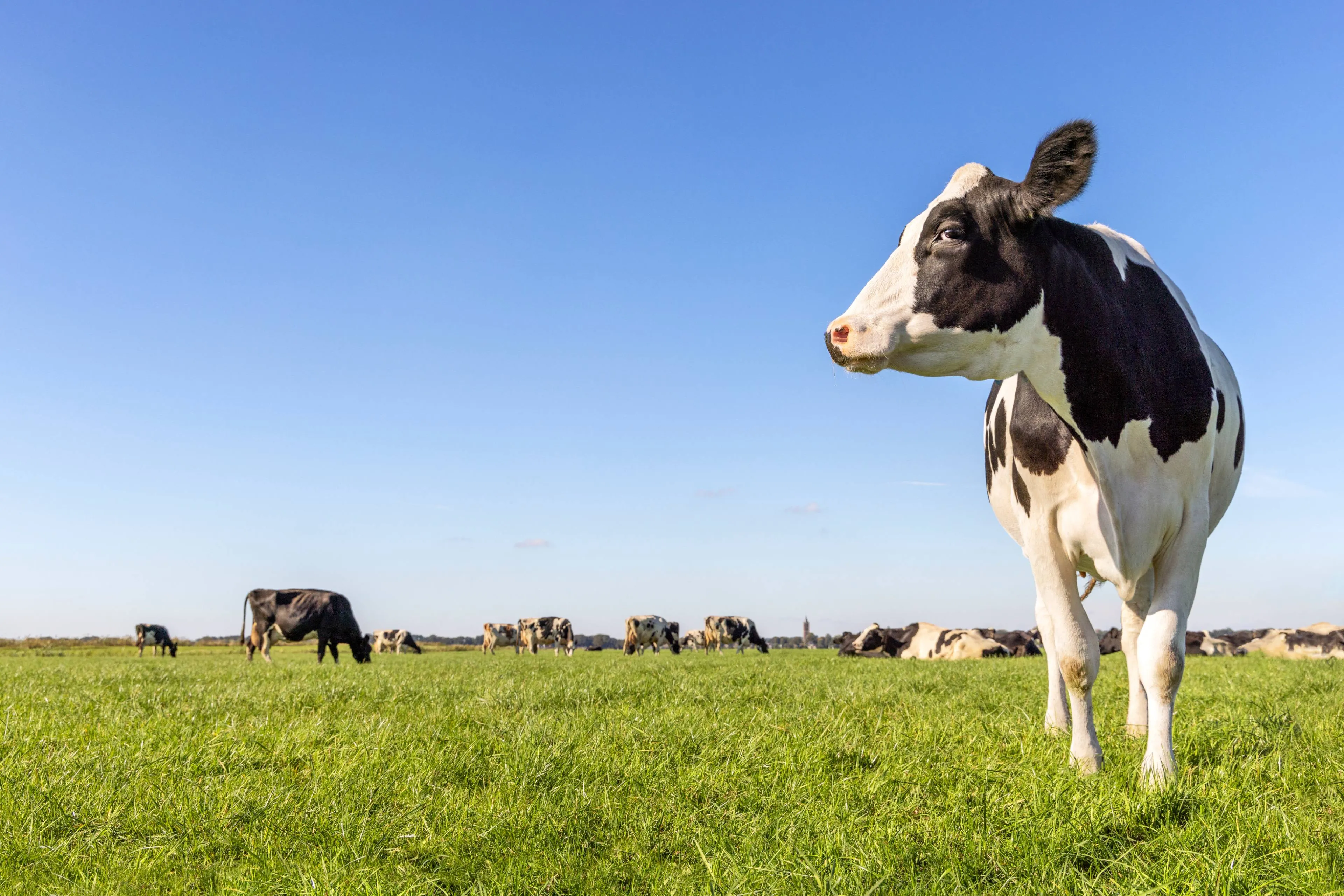 shutterstock_2550295437