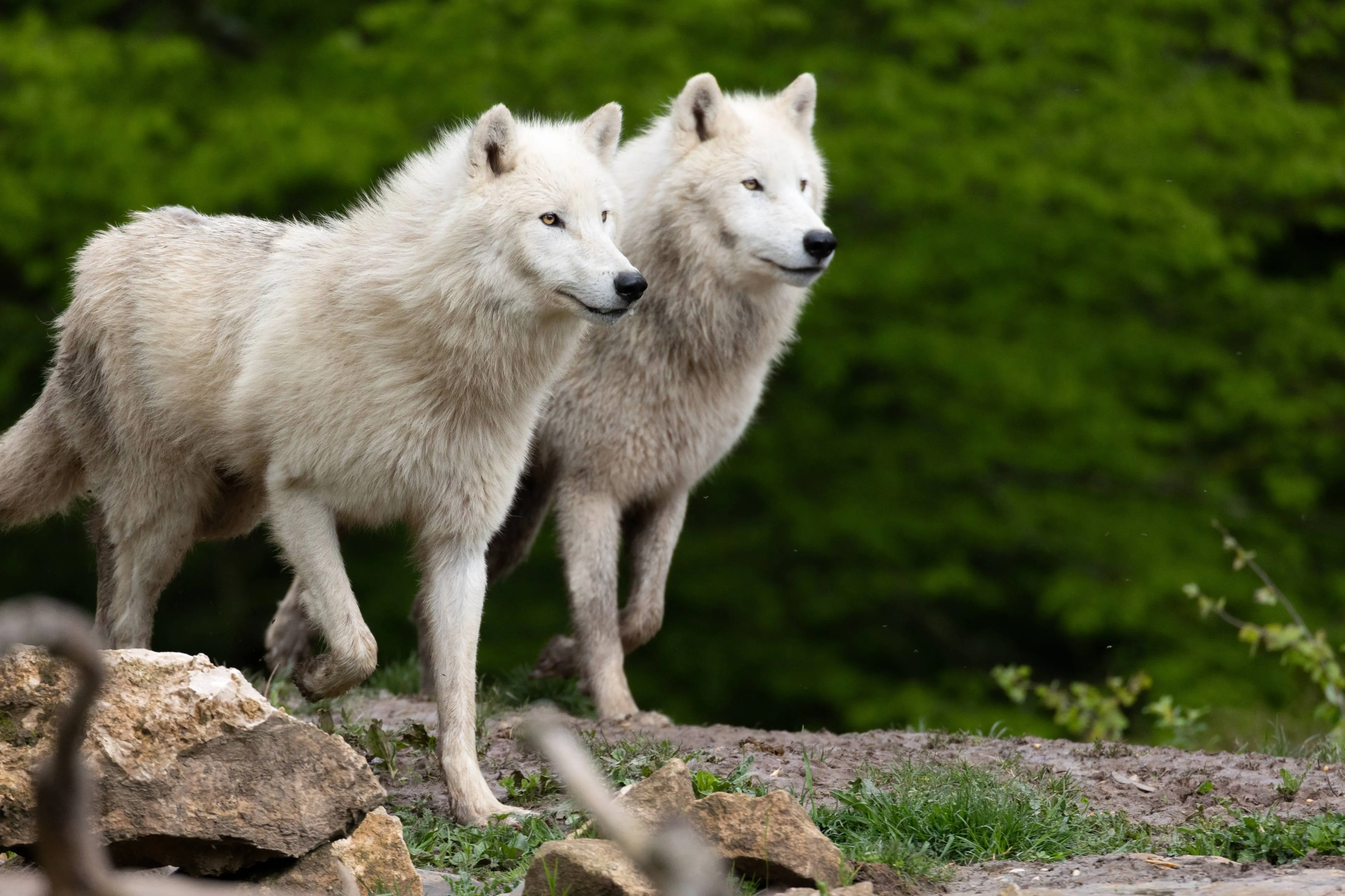 shutterstock_2618850533