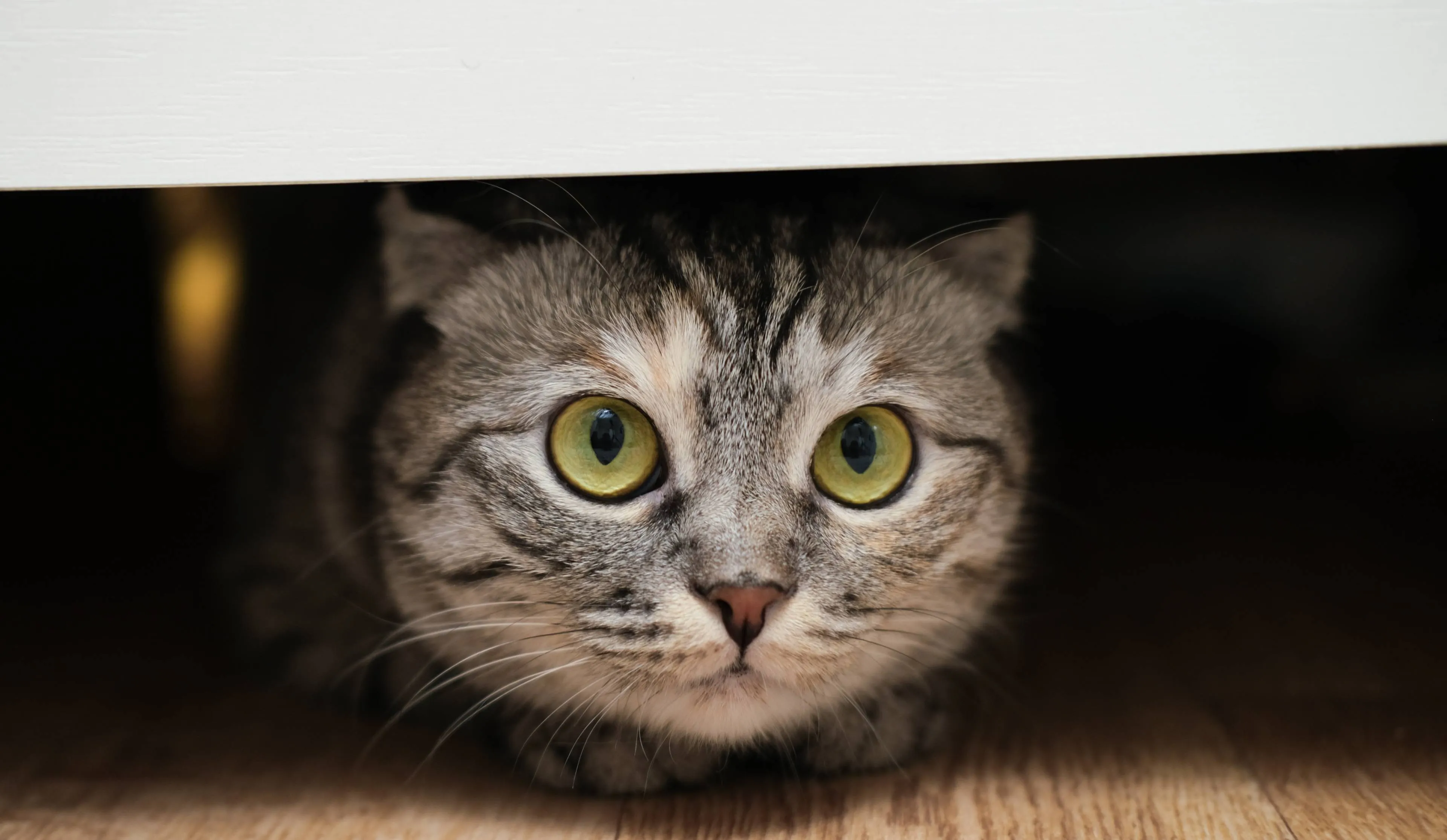 shutterstock_2670202035