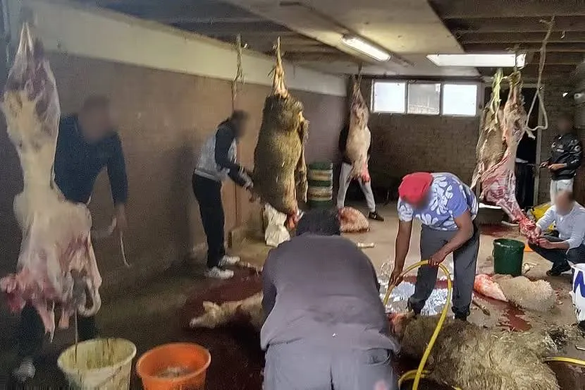 illegale-slacht-in-schuur