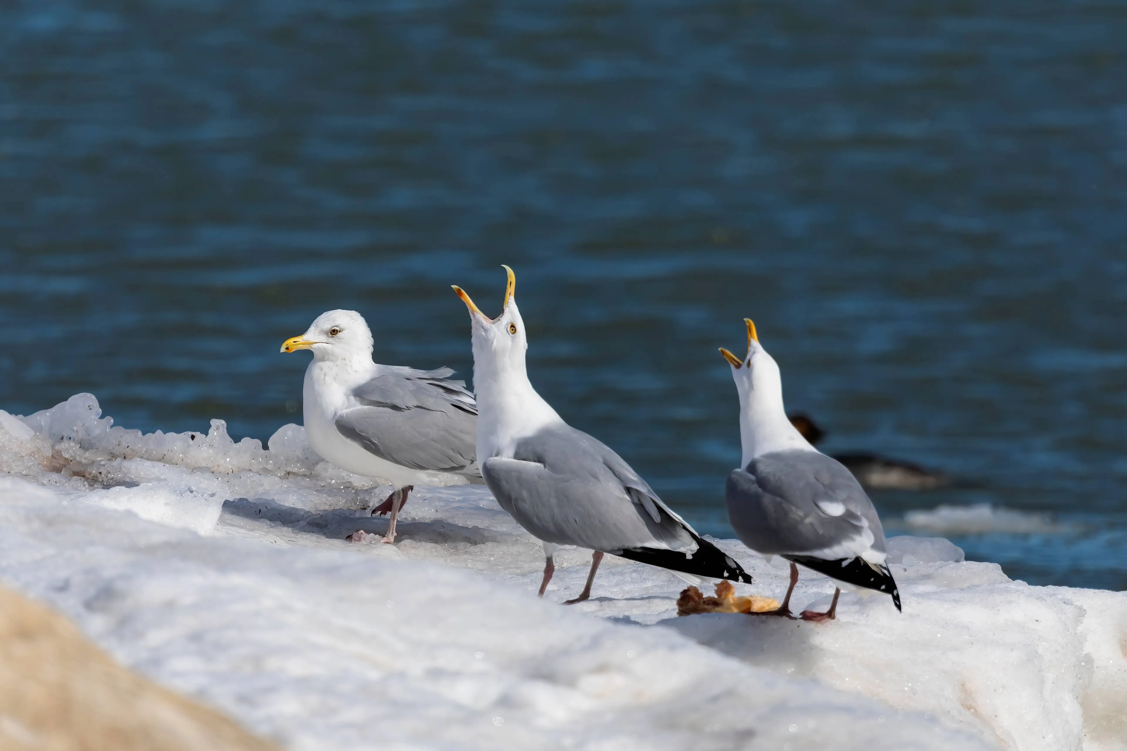 shutterstock_2206053483