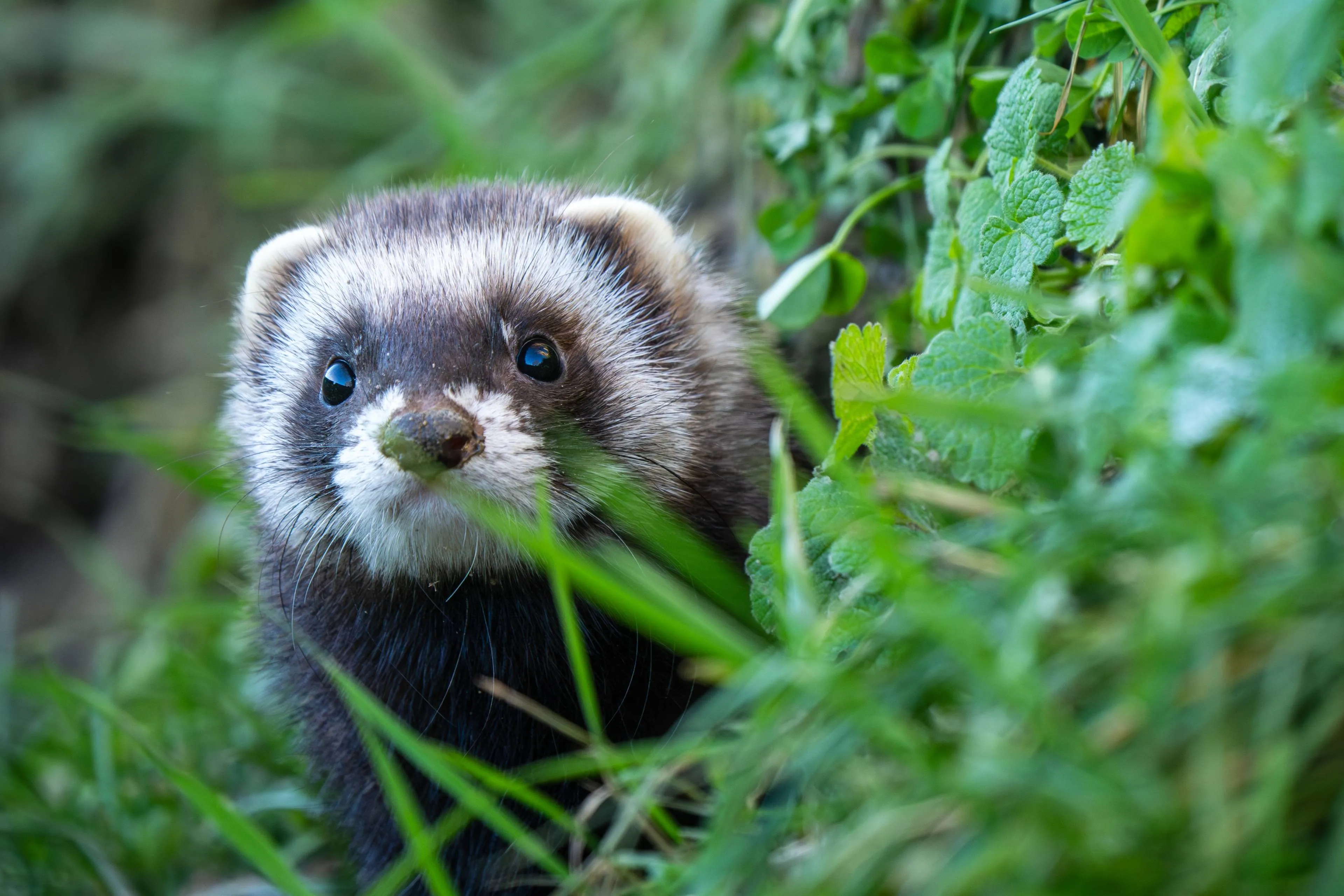 shutterstock_2722014449