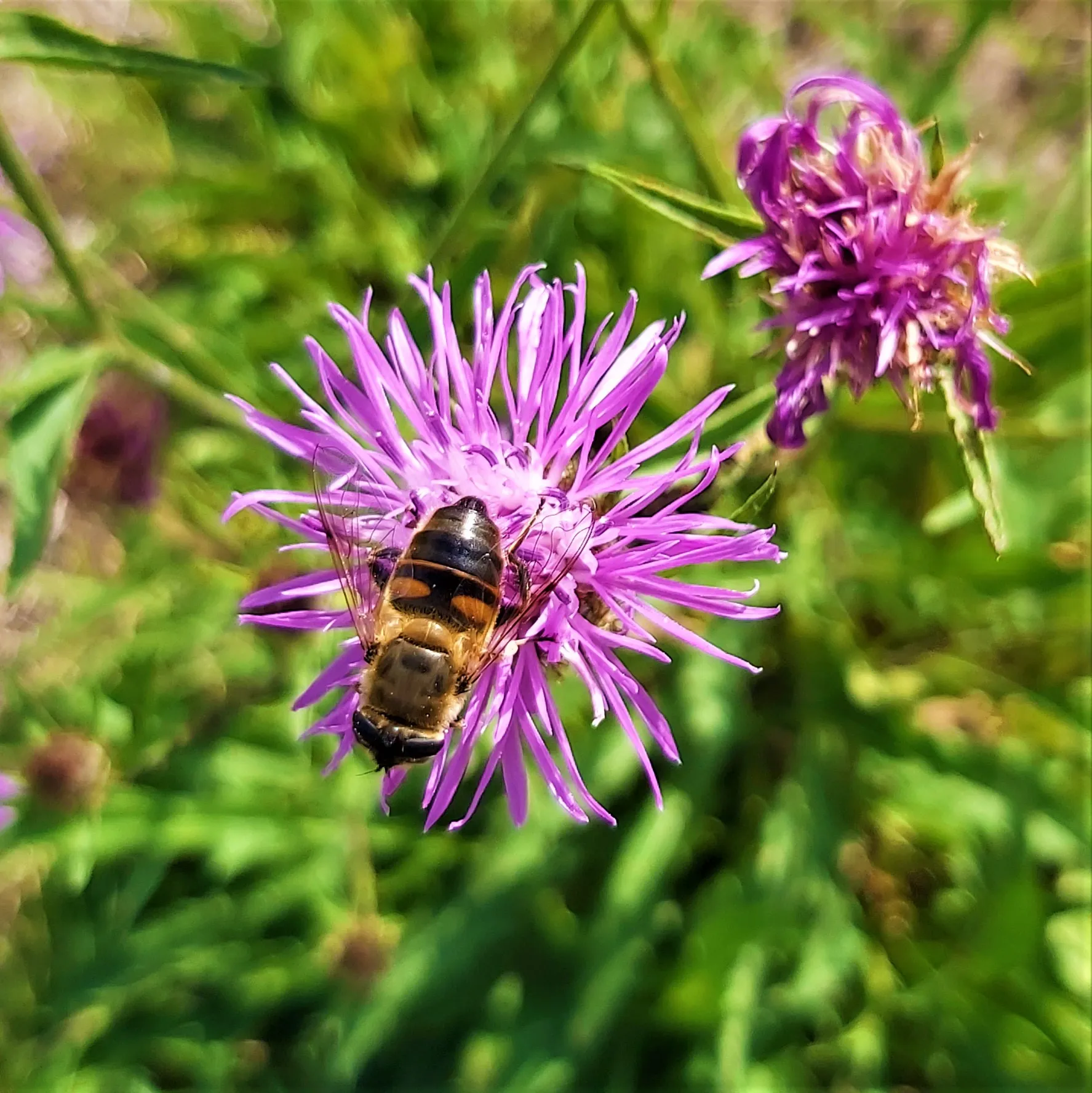 Prachtlint Staphorst deelt gratis zakjes bloemzaden uit