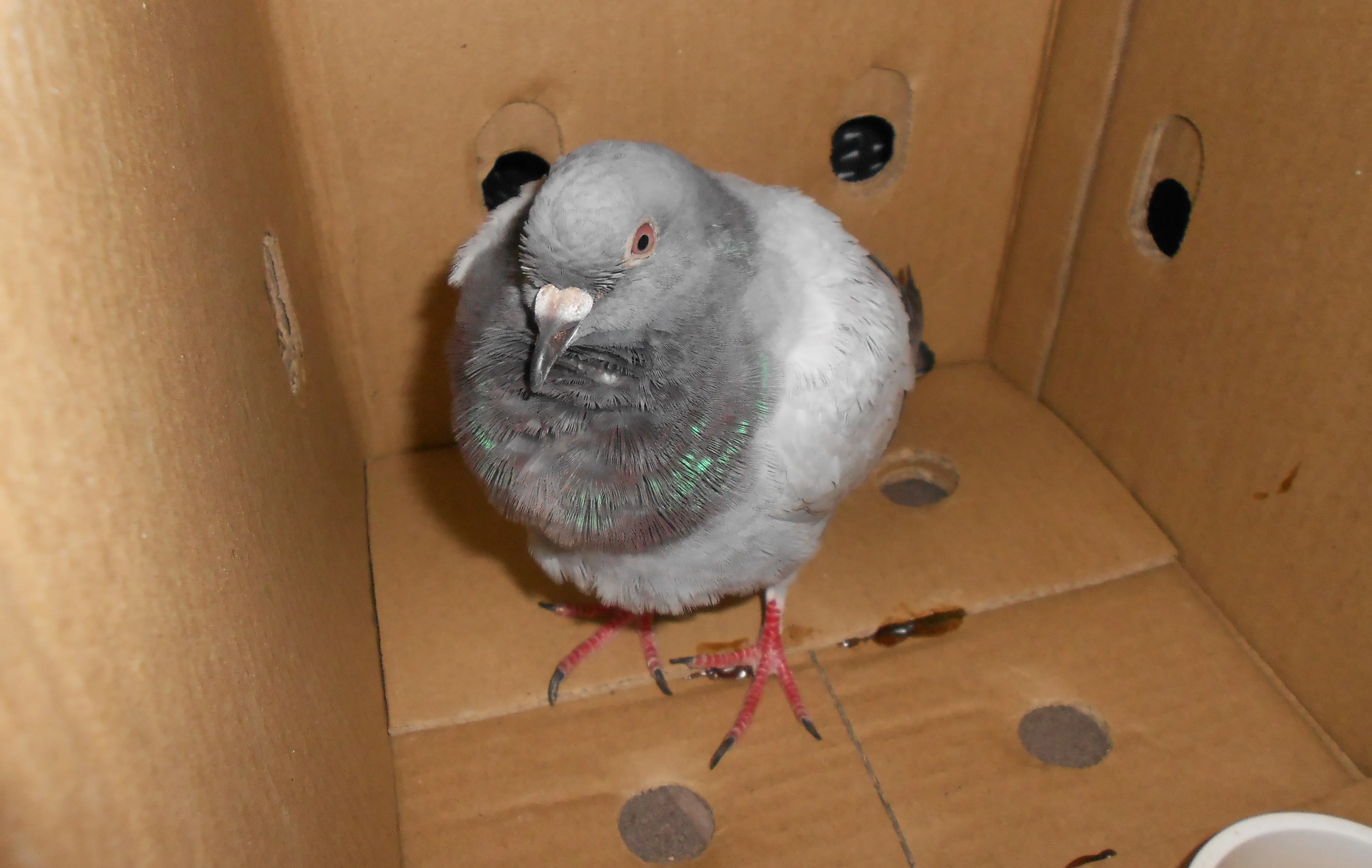 dscn2450 e1439372844666