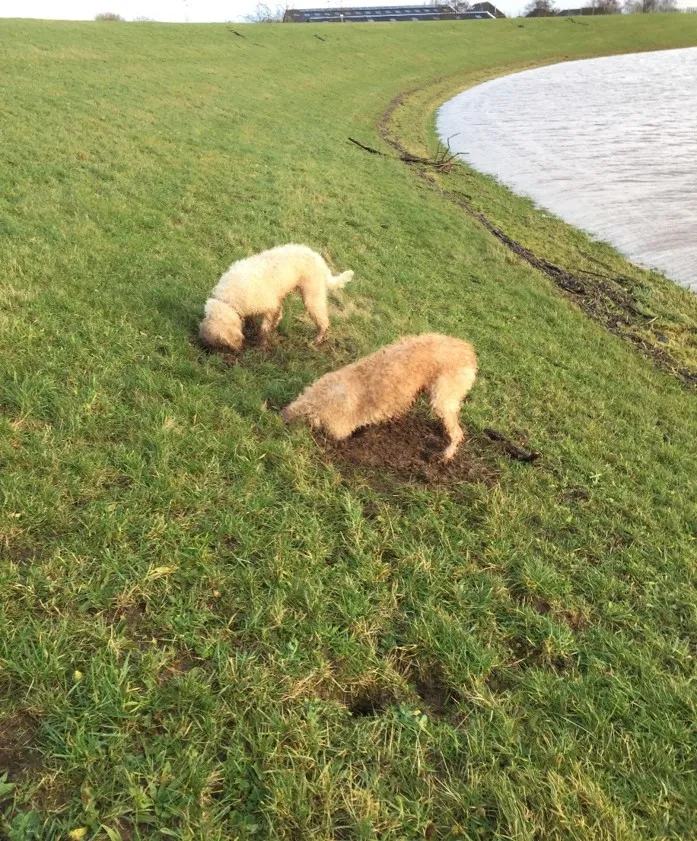 gravende honden in dijk