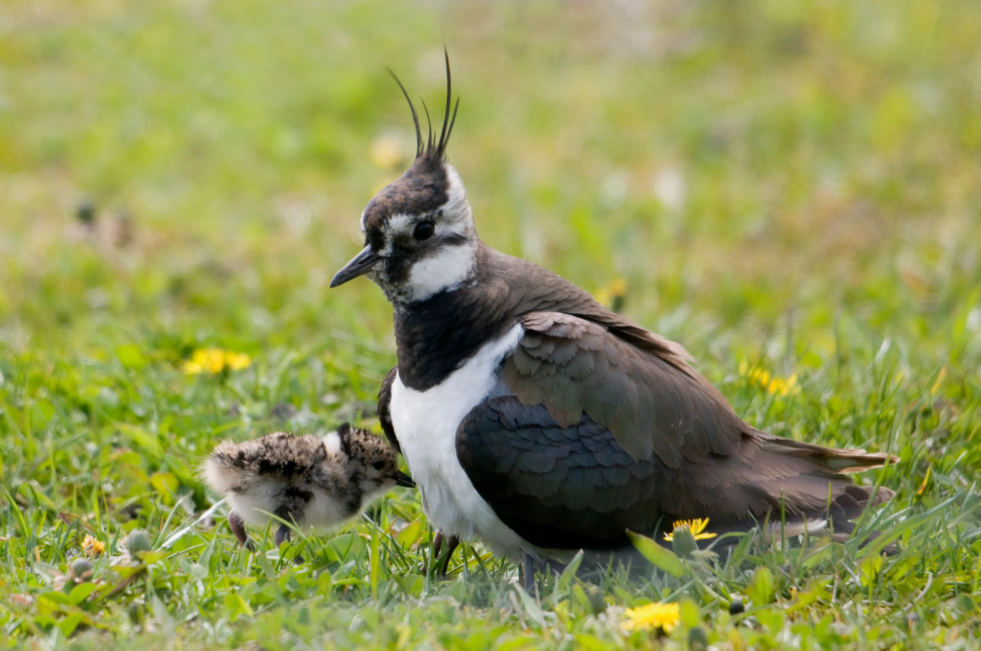 Boerenlandvogelkenners voor bescherming weidevogels