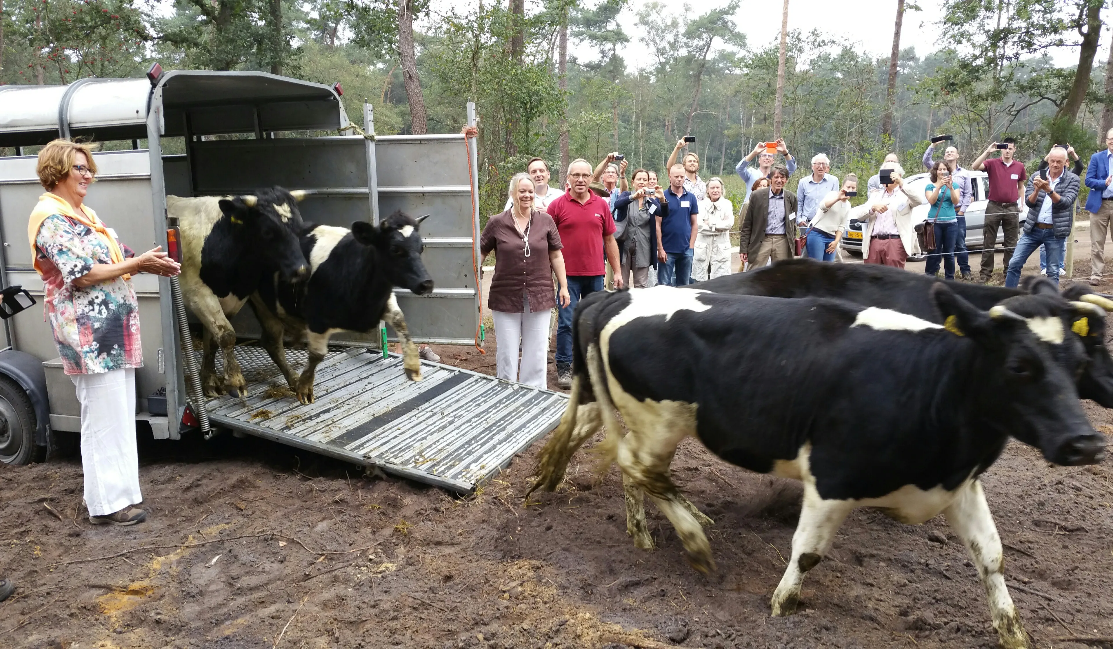 heidekoe op lankheet 20160909