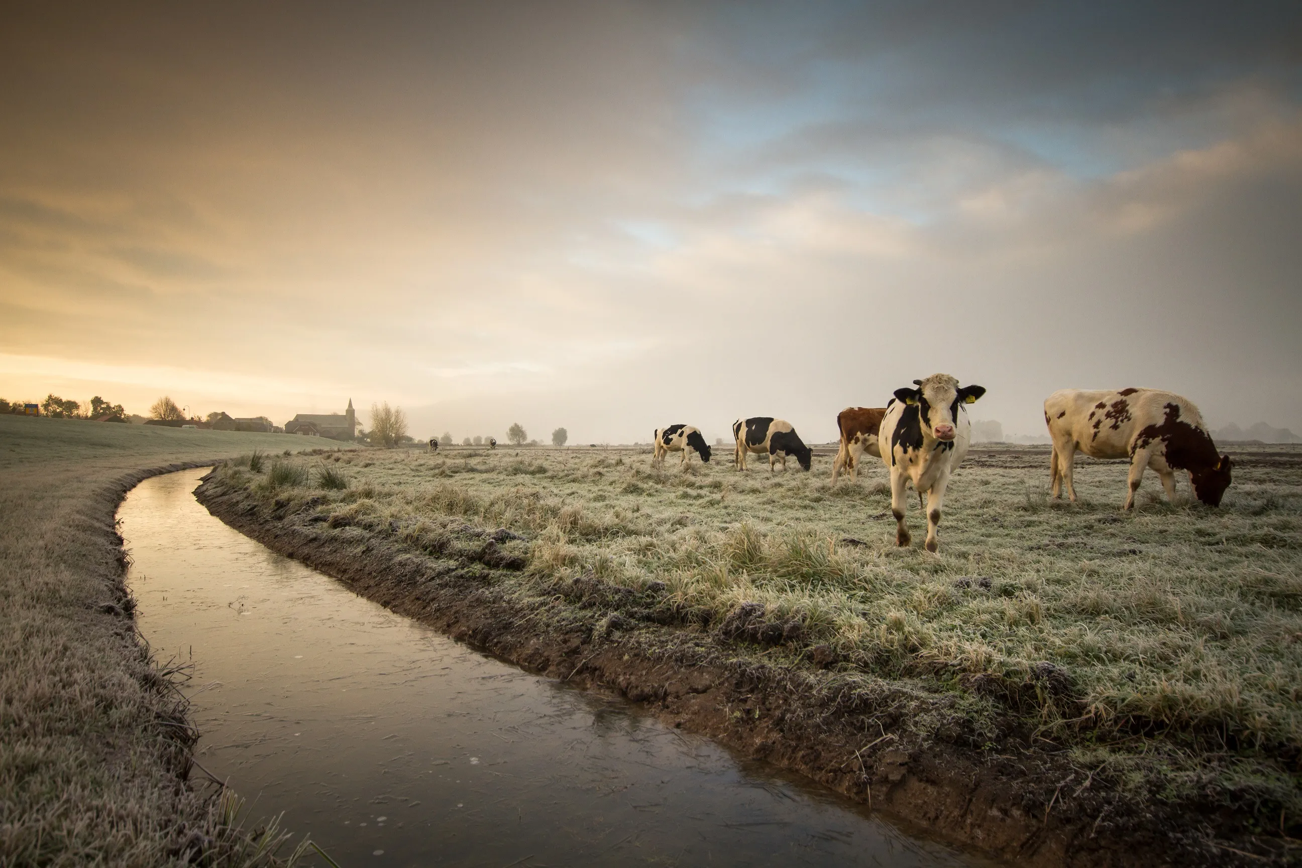 landbouw en kleine sloot koeien klein