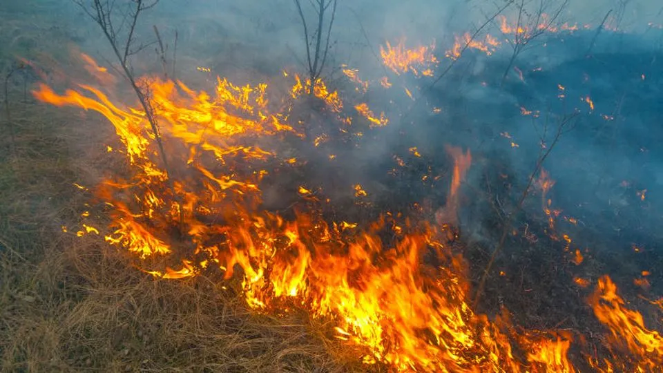 Bosbrand in het staatsbos, massale uitruk van brandweer
