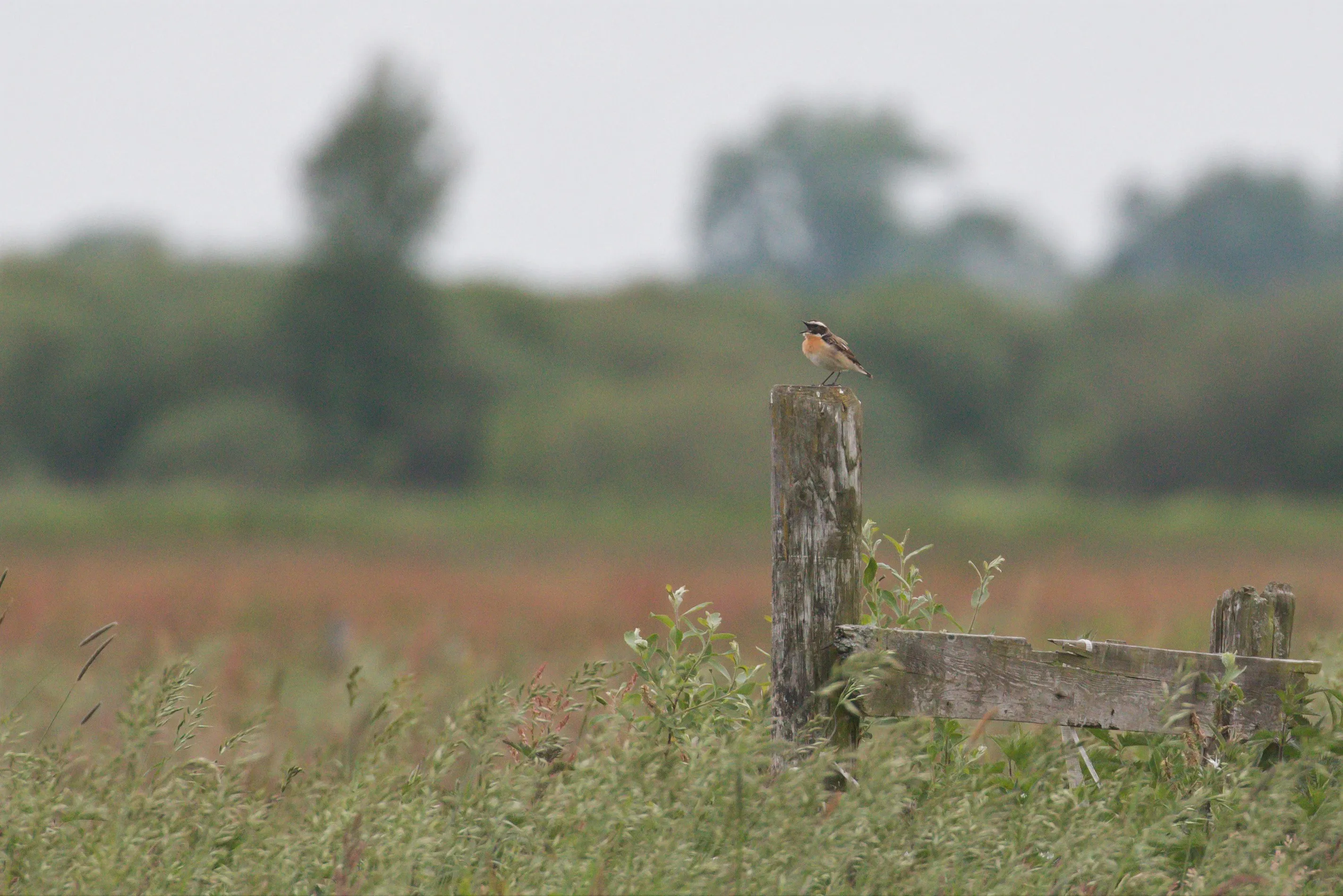 Broedvogels gedijen in de Olde Maten en Veerslootlanden