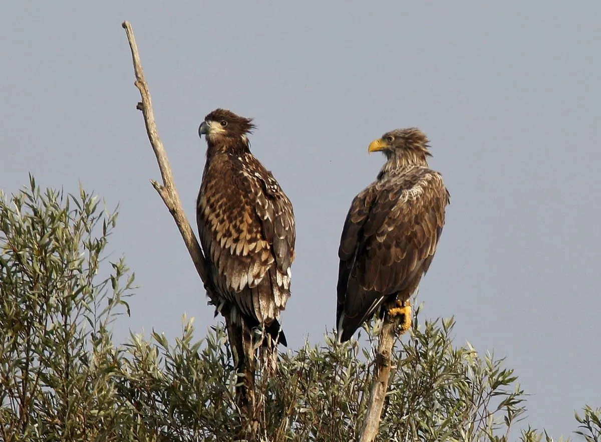 Martijn de Jonge vertelt over de zeearend in Nederland