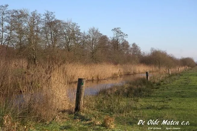 Jeroen Bredenbeek over broedvogels in de Olde Maten