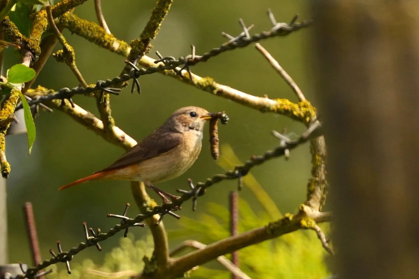 Nieuwjaarsbijeenkomst Natuurbeschermingsvereniging
