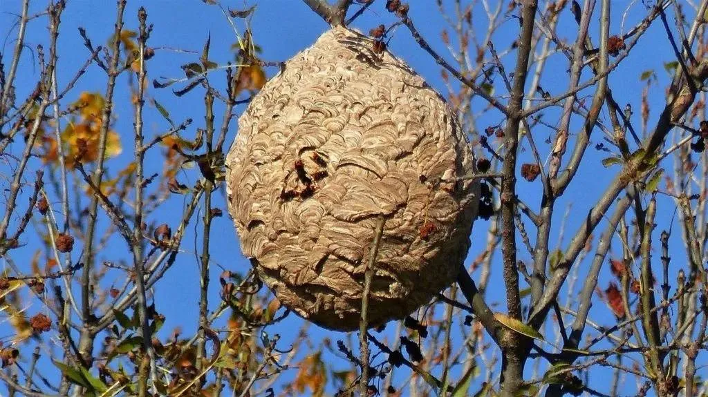 nest hoornaar