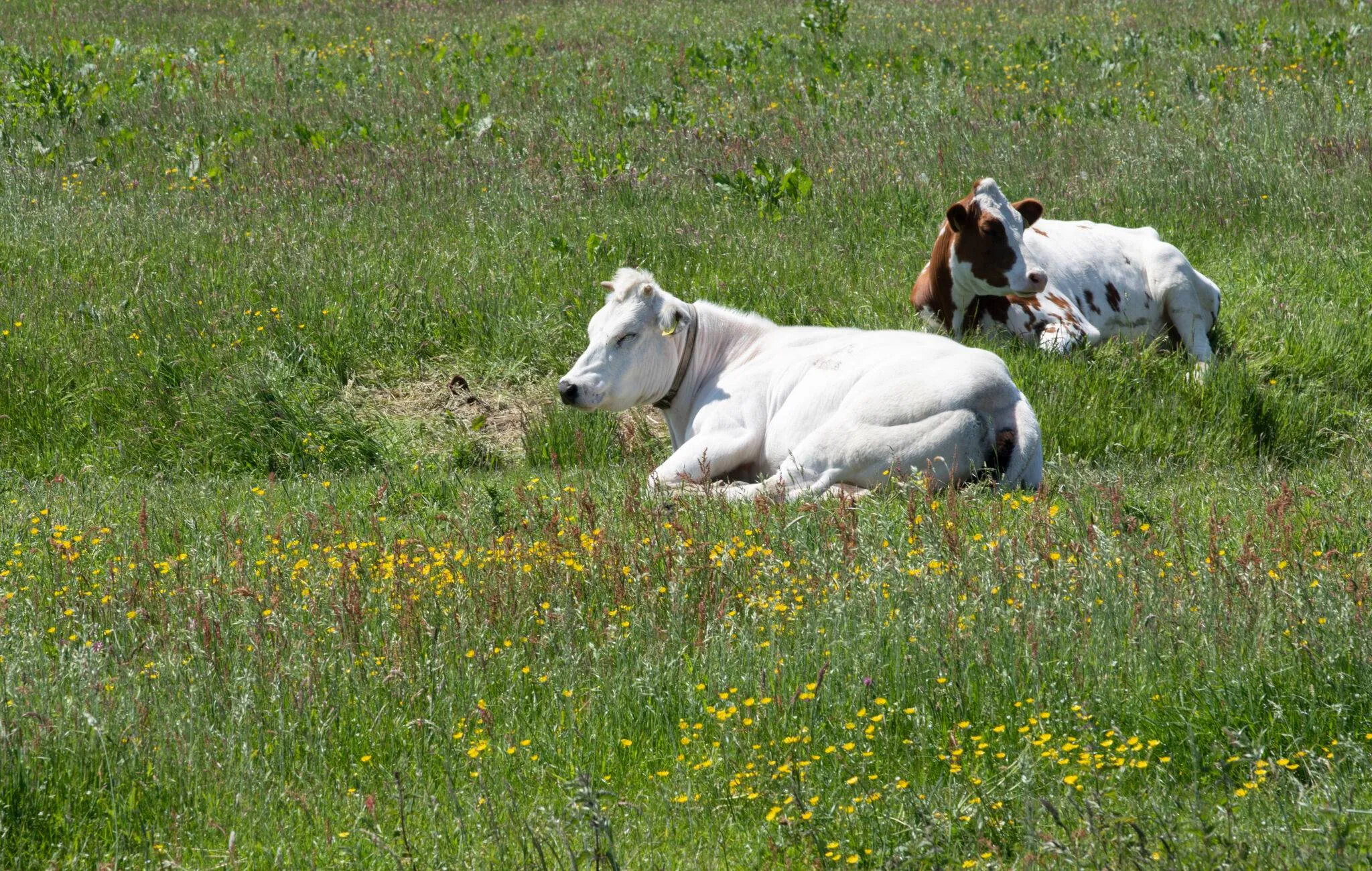 1751363392489-boerennatuur