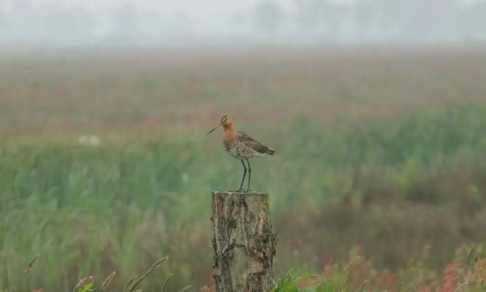 weidevogel-anv-horst-en-maten