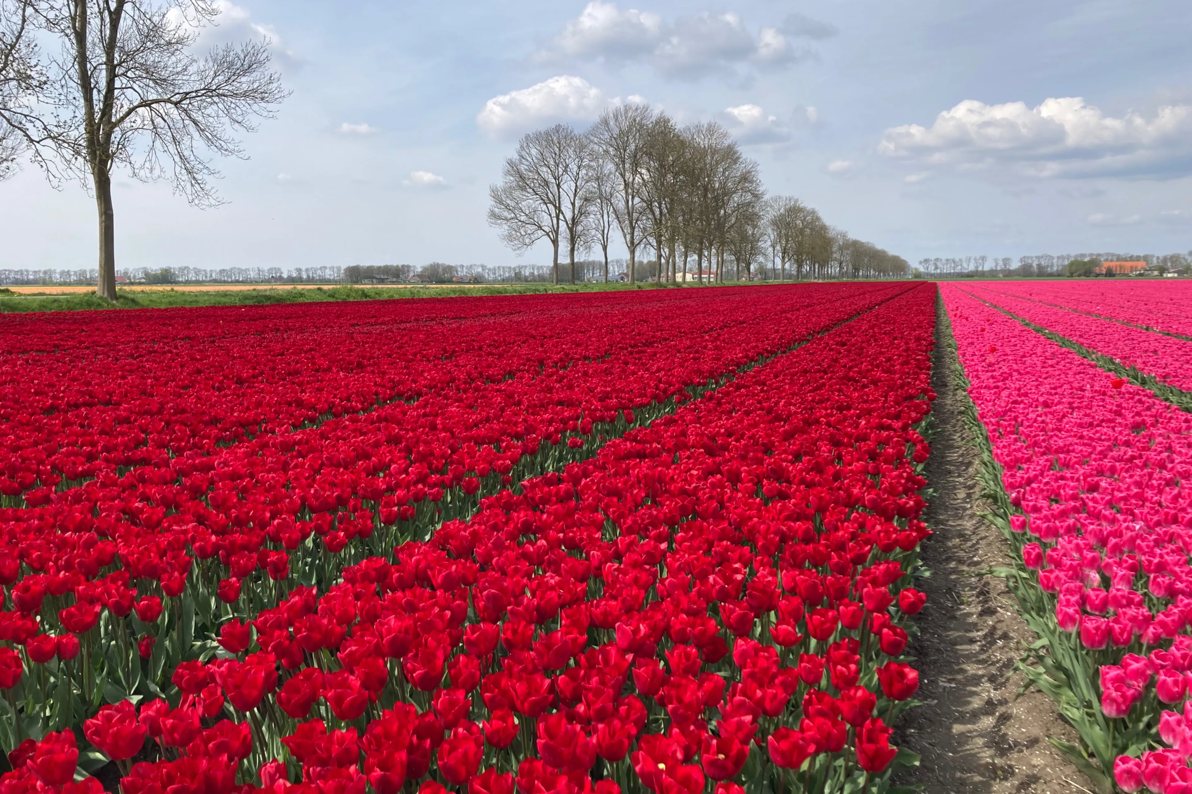 Tulpenveld rood IMG_3326