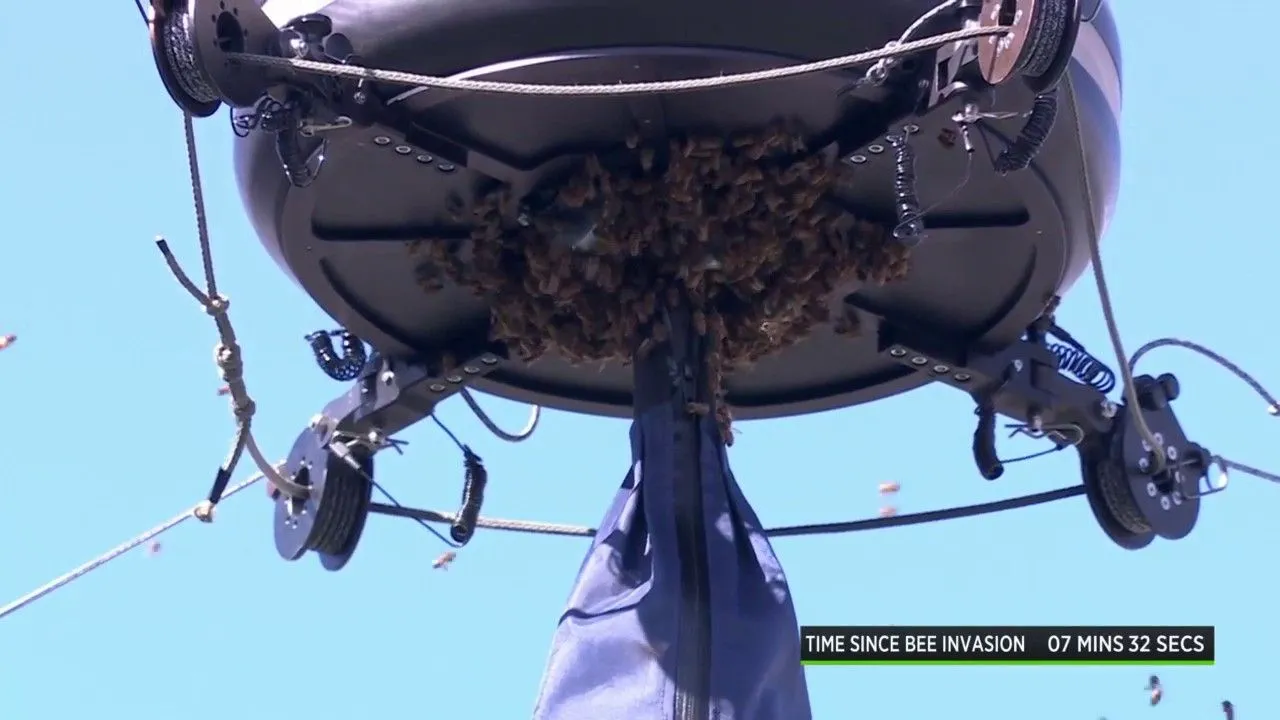 Carlos Alcaraz wird von einem Bienenschwarm angegriffen, als das Spiel in Indian Wells wegen eines bizarren Vorfalls evakuiert wird