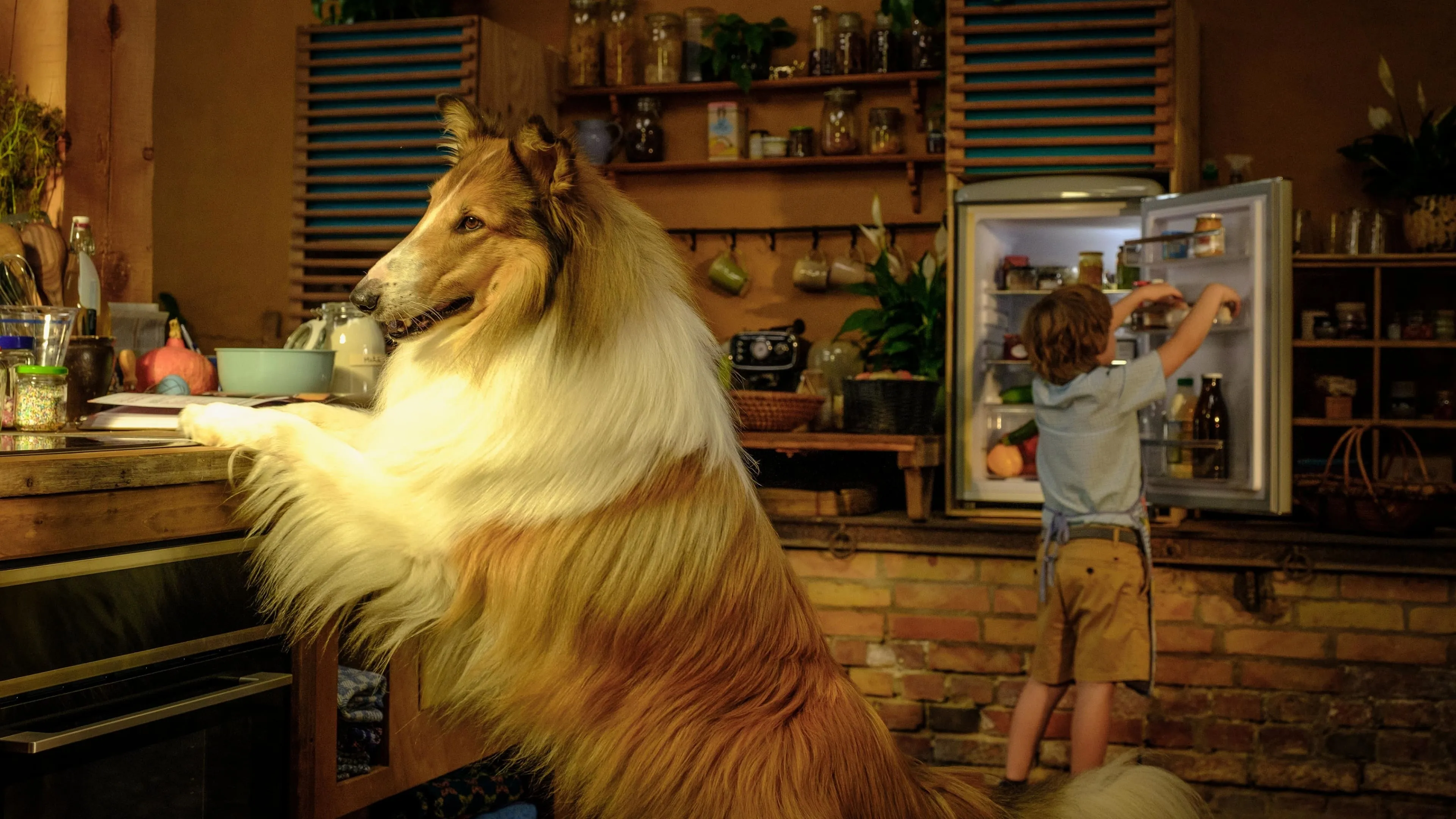 Nieuwe Lassie-film 'Een Nieuw Avontuur' maakt vanaf vandaag zijn intrede op Netflix