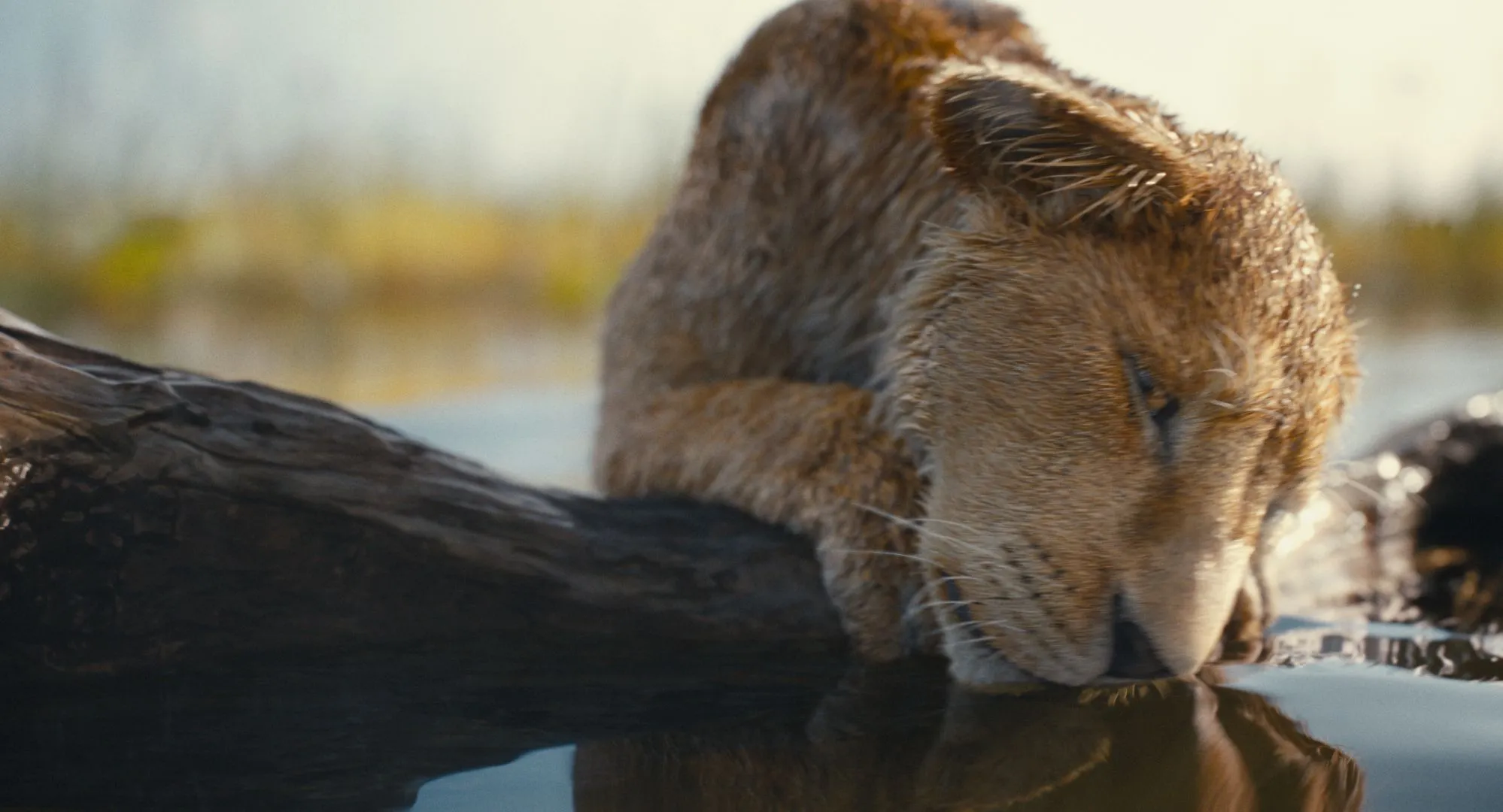 Disney deelt nieuwe verbluffende trailer van aankomende Lion King-prequel 'Mufasa'