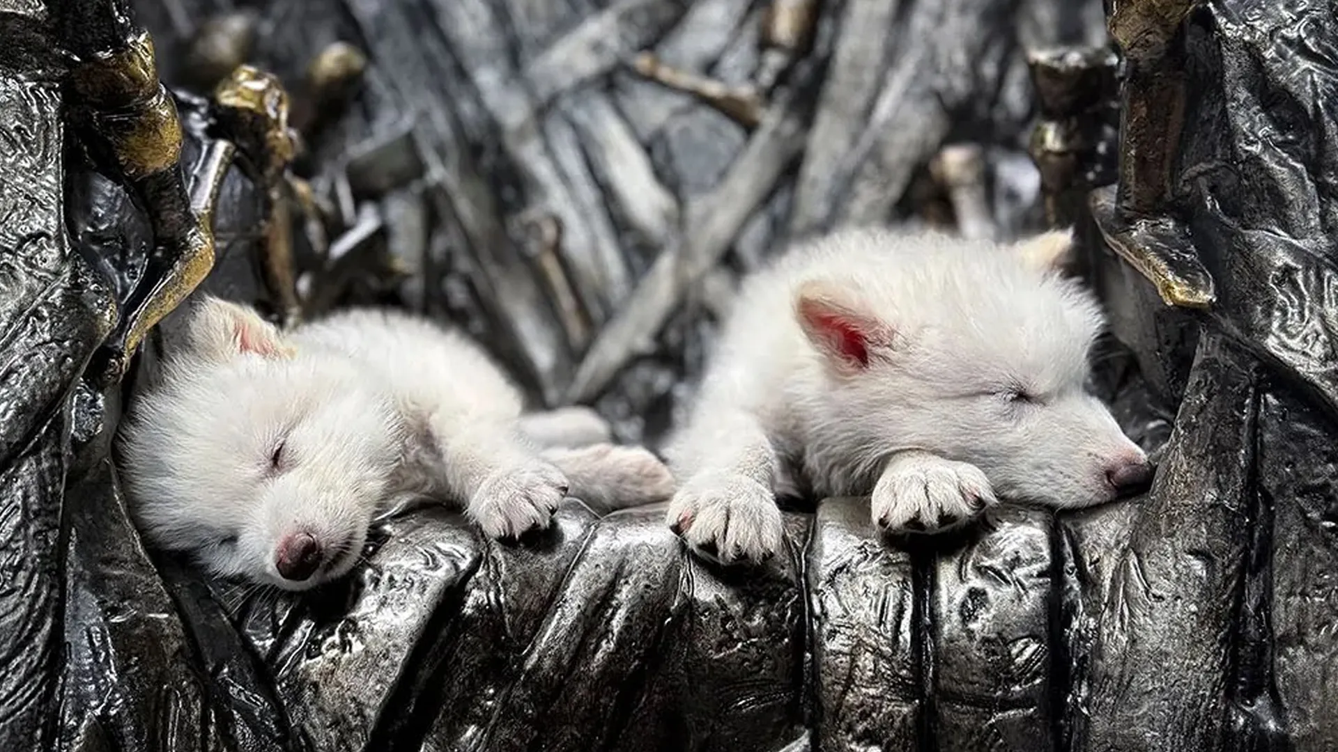 George R.R. Martin in tranen door ontmoeting met genetisch teruggebrachte direwolves