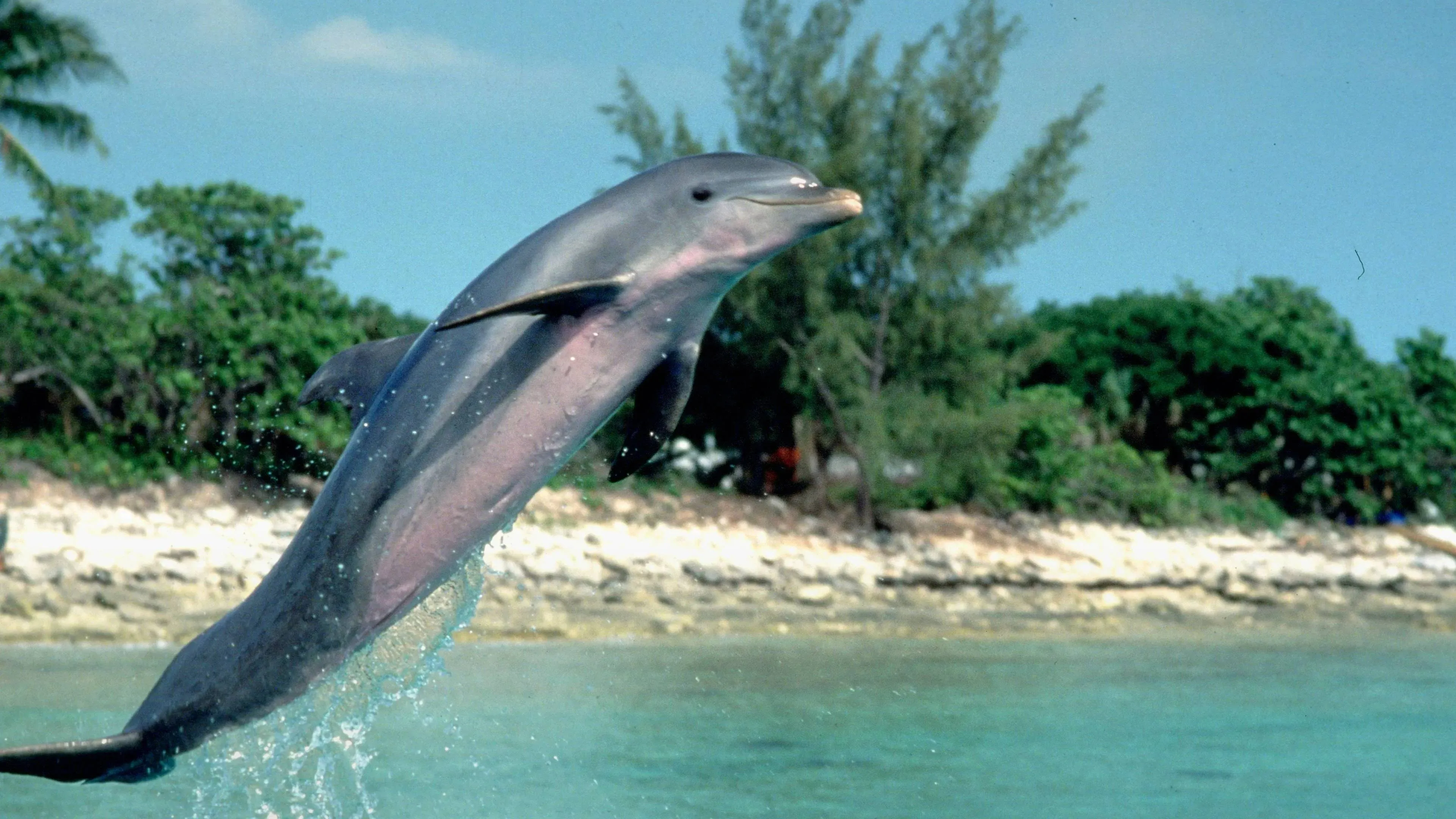 Nostalgie met Elijah Wood en Paul Hogan: Iconische '90s-film 'Flipper' nu te zien op Netflix