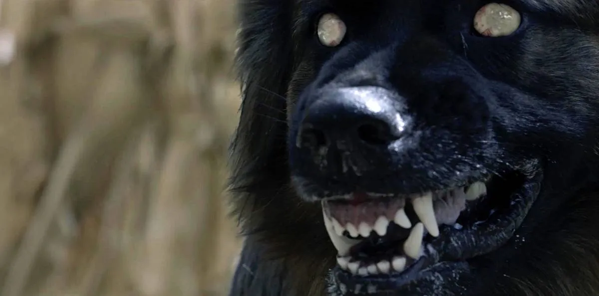dogs 4