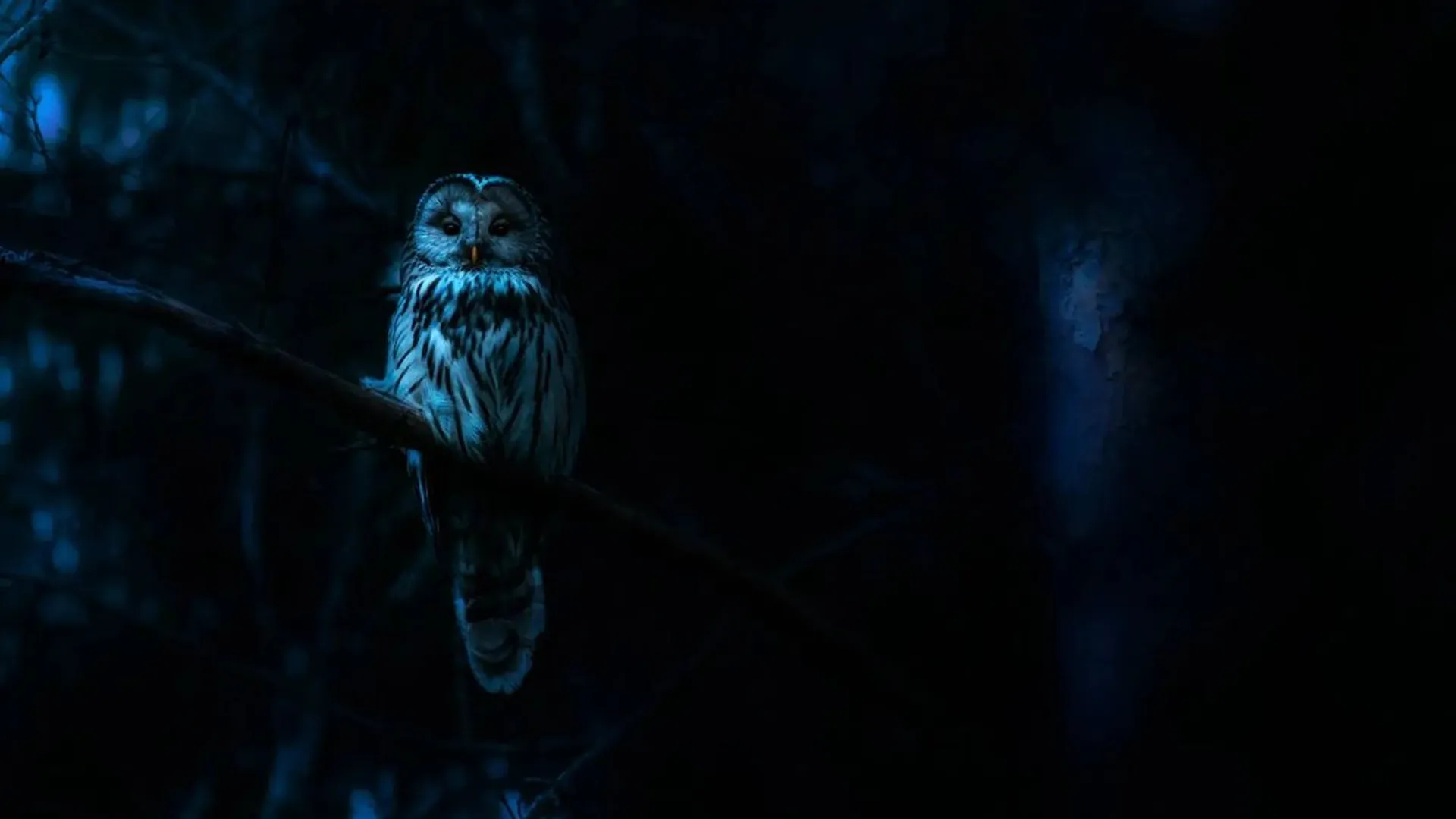 Horror en natuur komen samen in 'Nightmares of Nature', een nieuwe Netflix-serie van Blumhouse