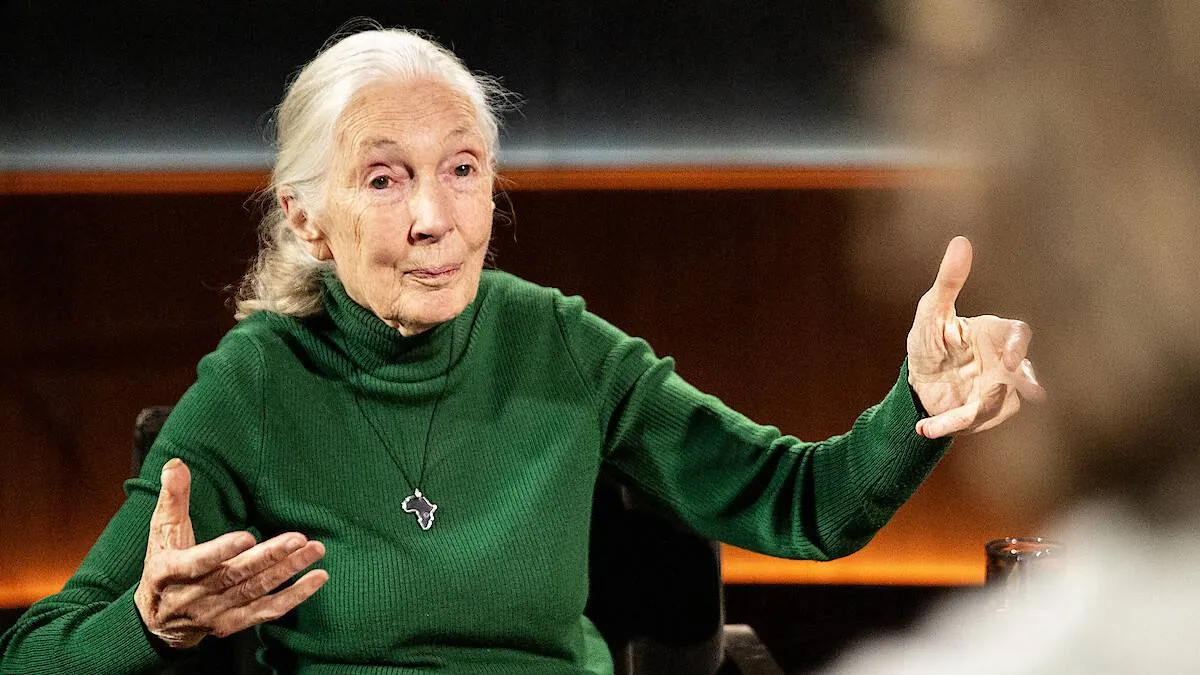 Netflix eert Jane Goodall met nieuwe aangrijpende documentaire: 'Famous Last Words'