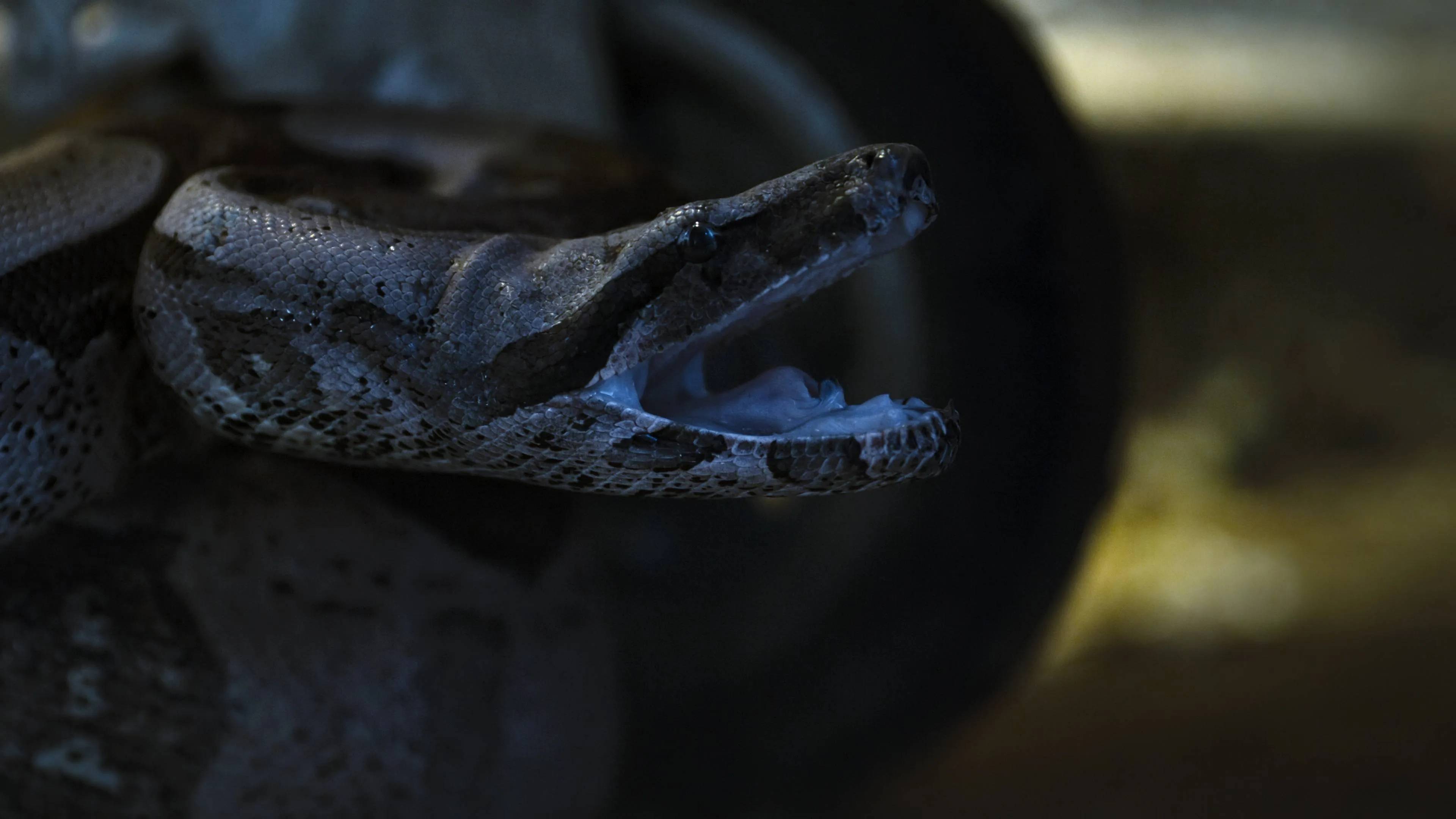 Nieuw seizoen van unieke Blumhouse-horrorserie vanaf vandaag te zien op Netflix