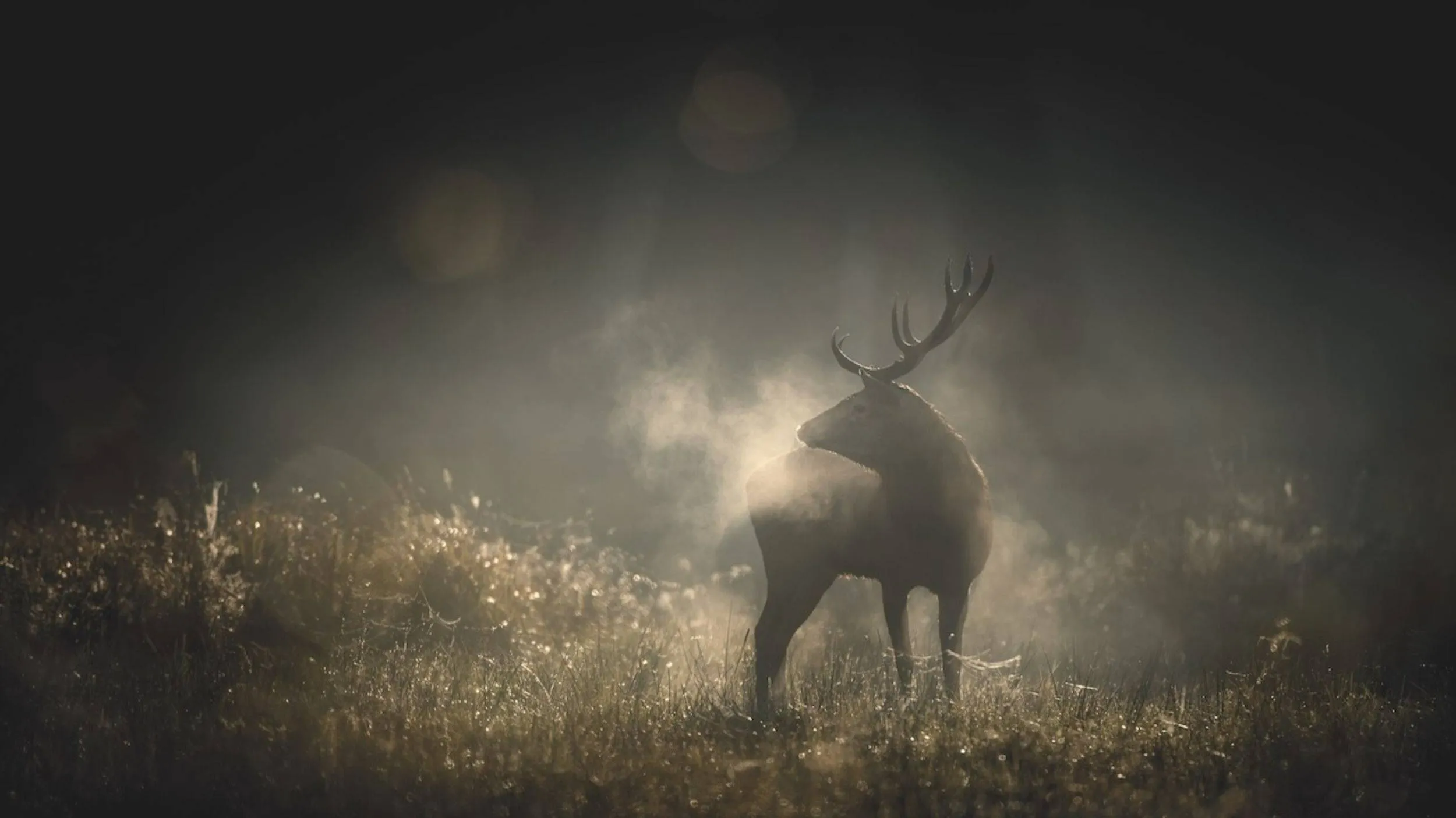 Recensie: 'Whispers in the Woods' – een meditatief meesterwerk van Vincent Munier