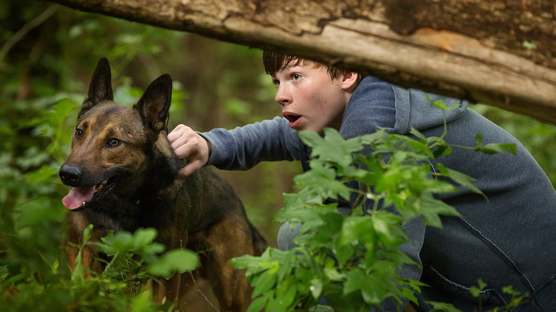 Ontroerende hondenfilm weet ook buiten Nederland indruk te maken op Netflix-kijkers