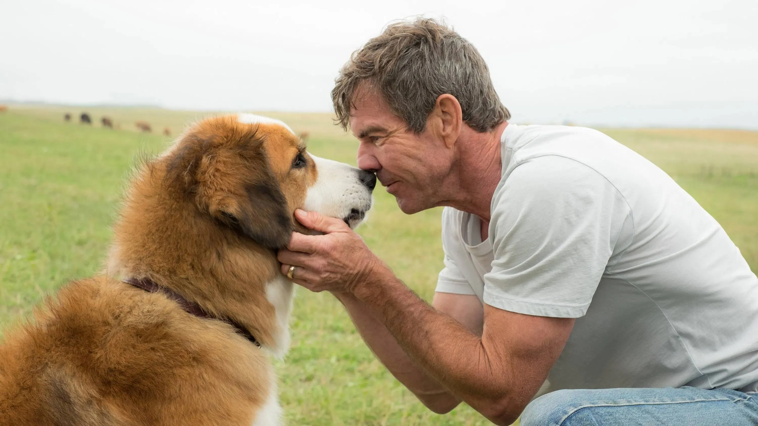 Dennis Quaid nog dit jaar op Netflix te zien in gloednieuwe hondenfilm