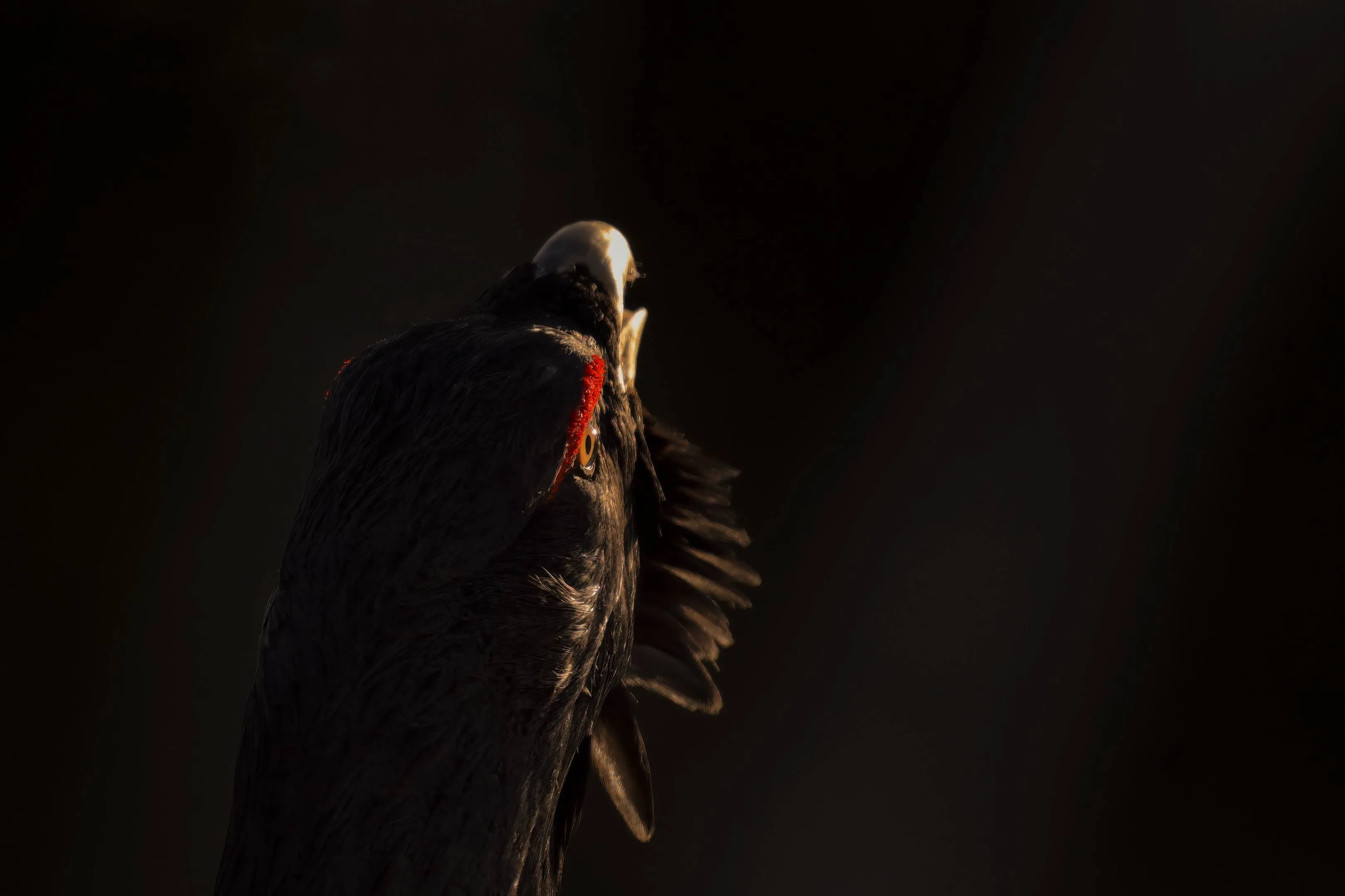 Misschien wel dé mooiste documentaire van 2025 vanaf deze week te zien