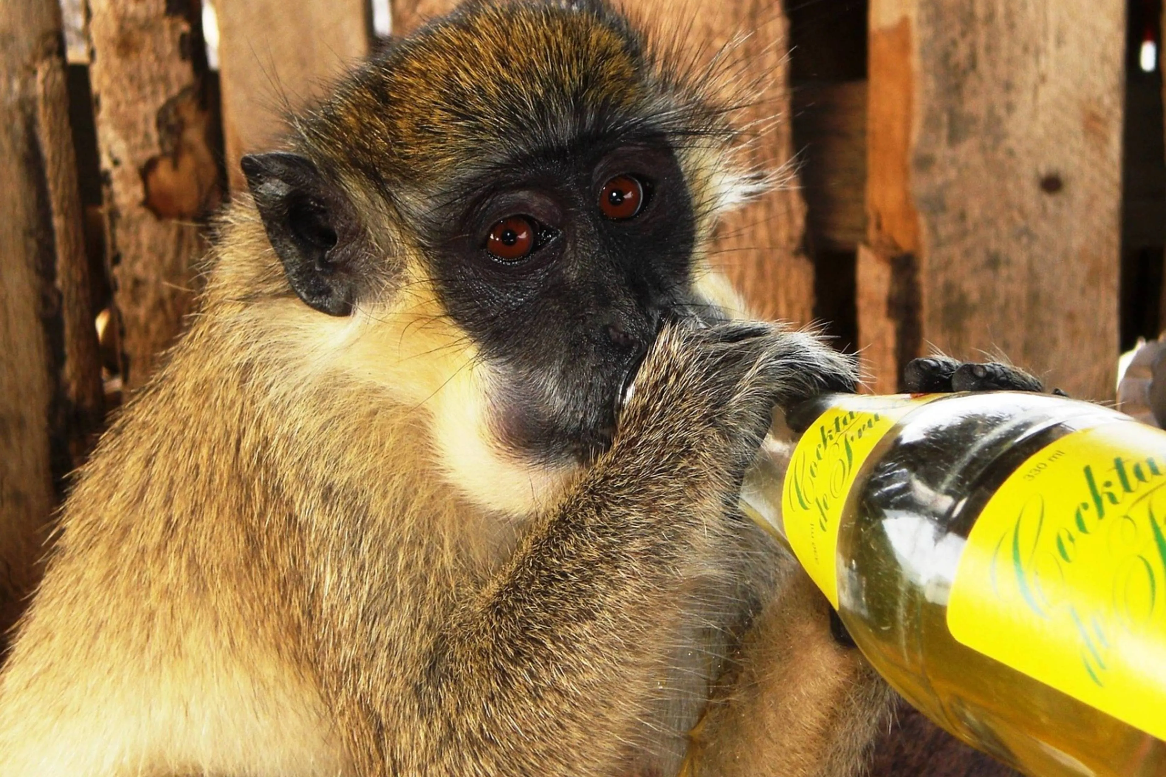 monkey