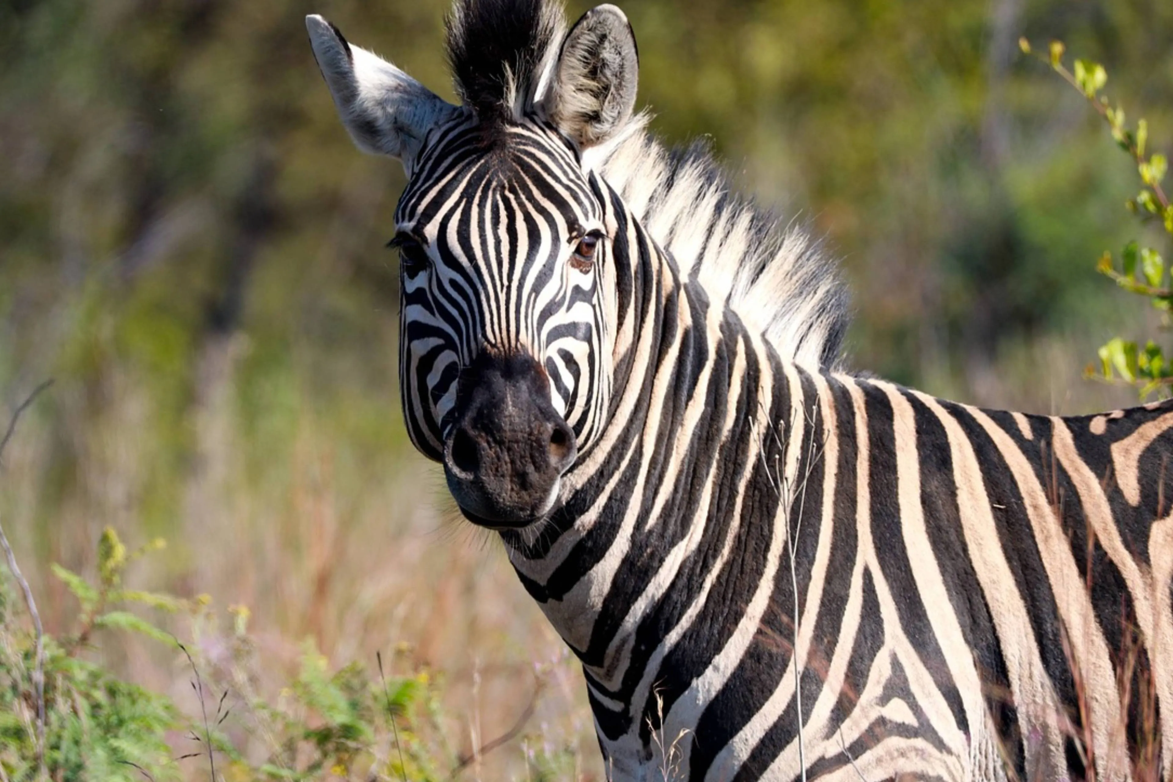 zebra striping