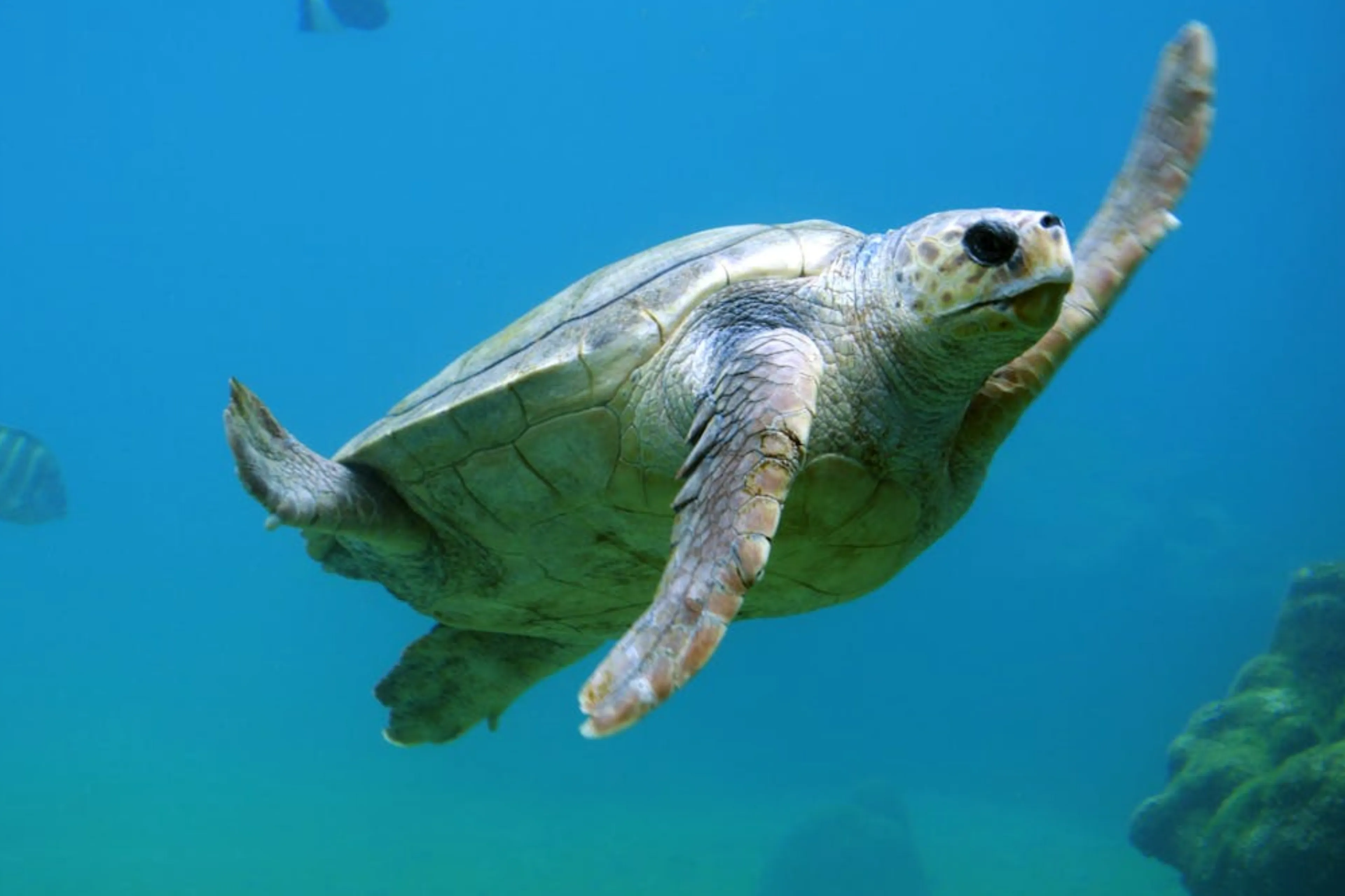 turtle