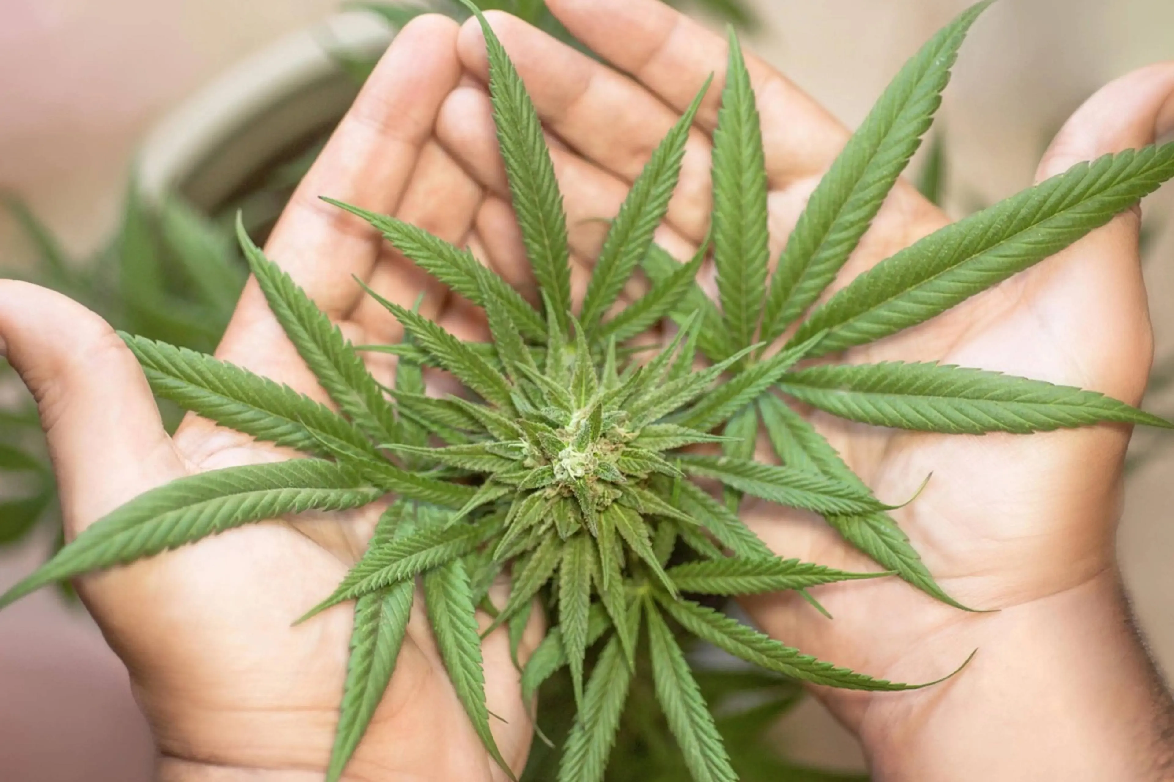 Cannabis