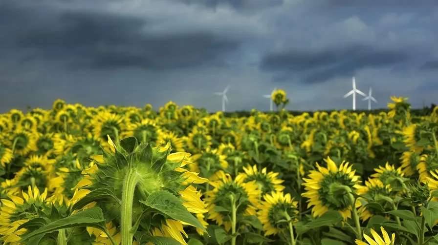 zonnebloem