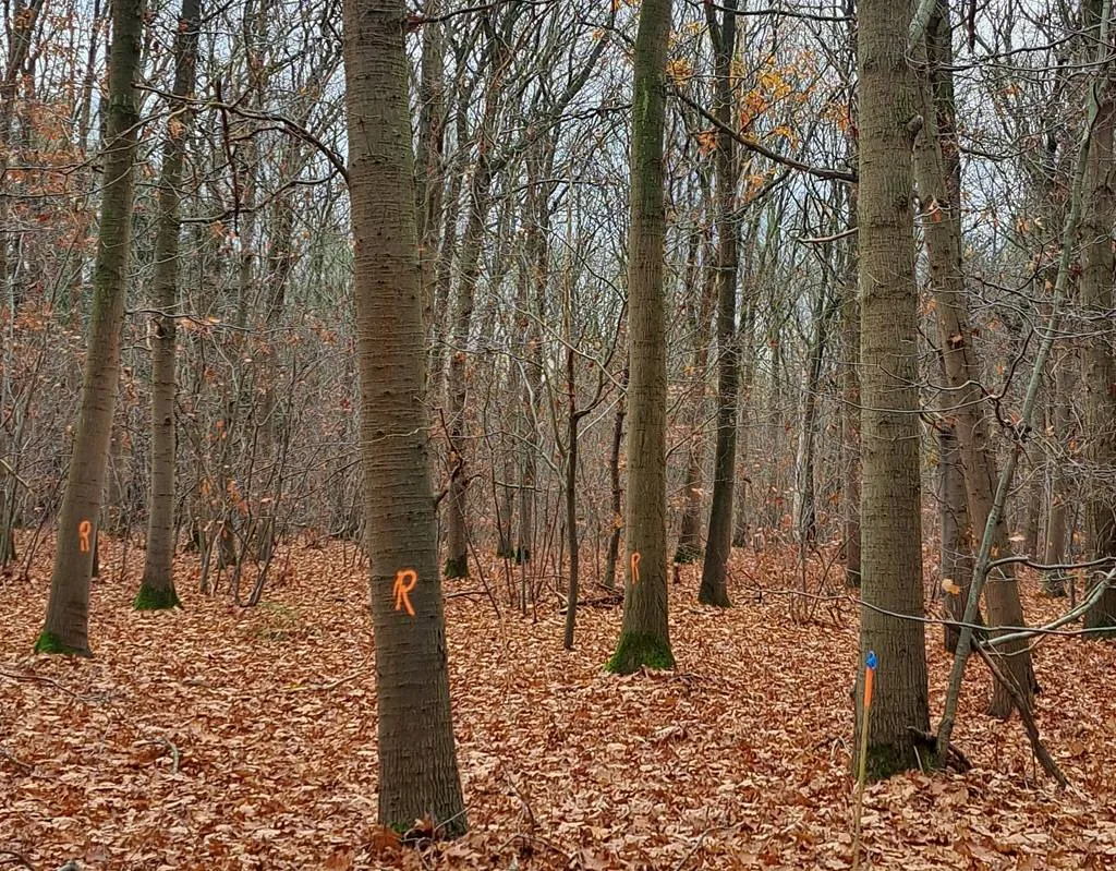 bomen-dunning