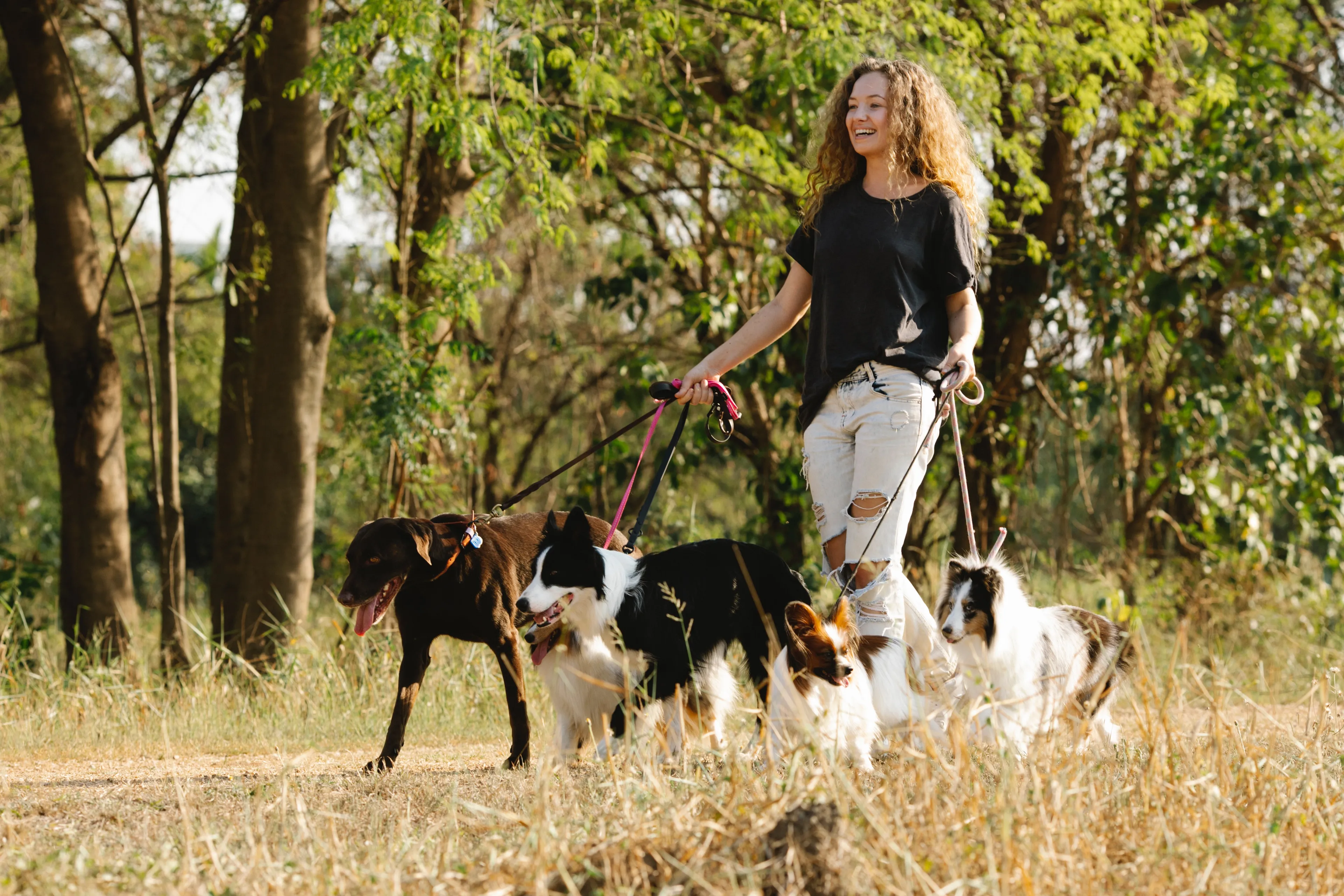 honden honden aan het wandelen honden in groep