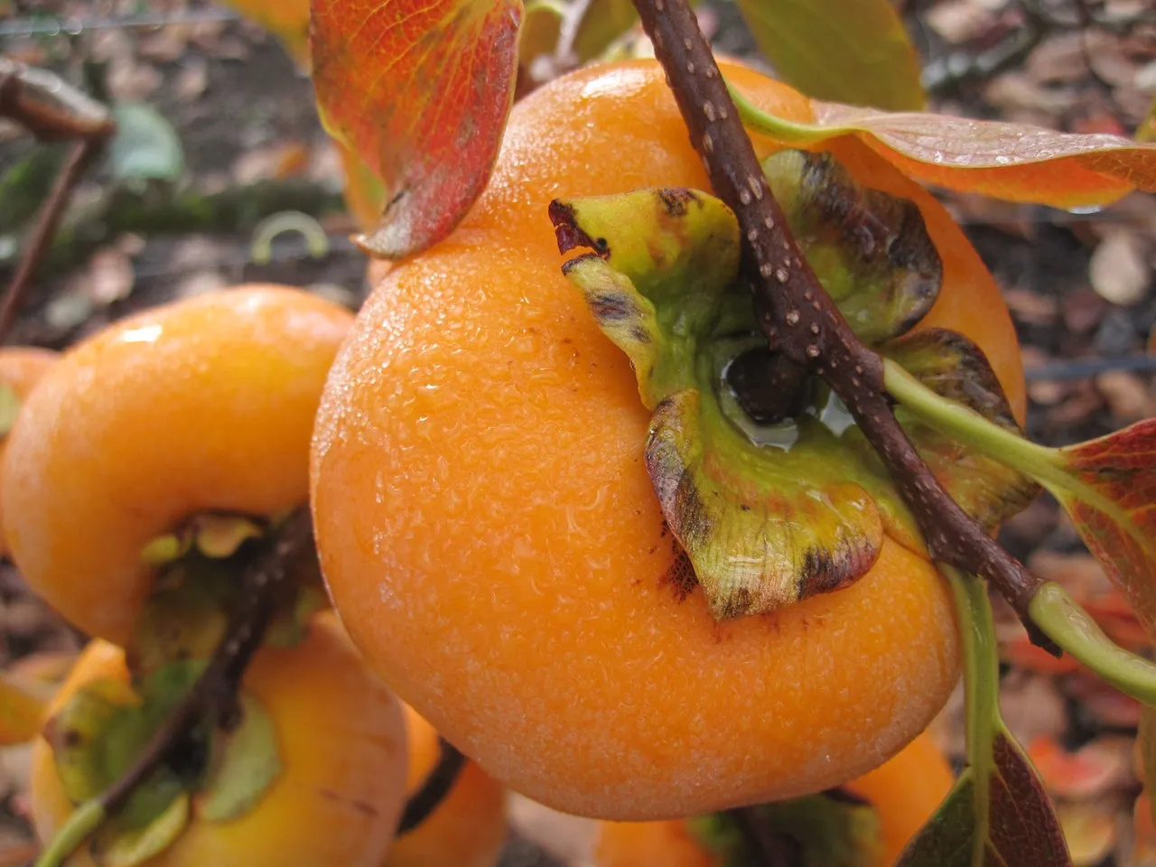 Seizoen van de kaki is aangebroken: Een lekker stuk fruit met héél veel gezondheidsvoordelen