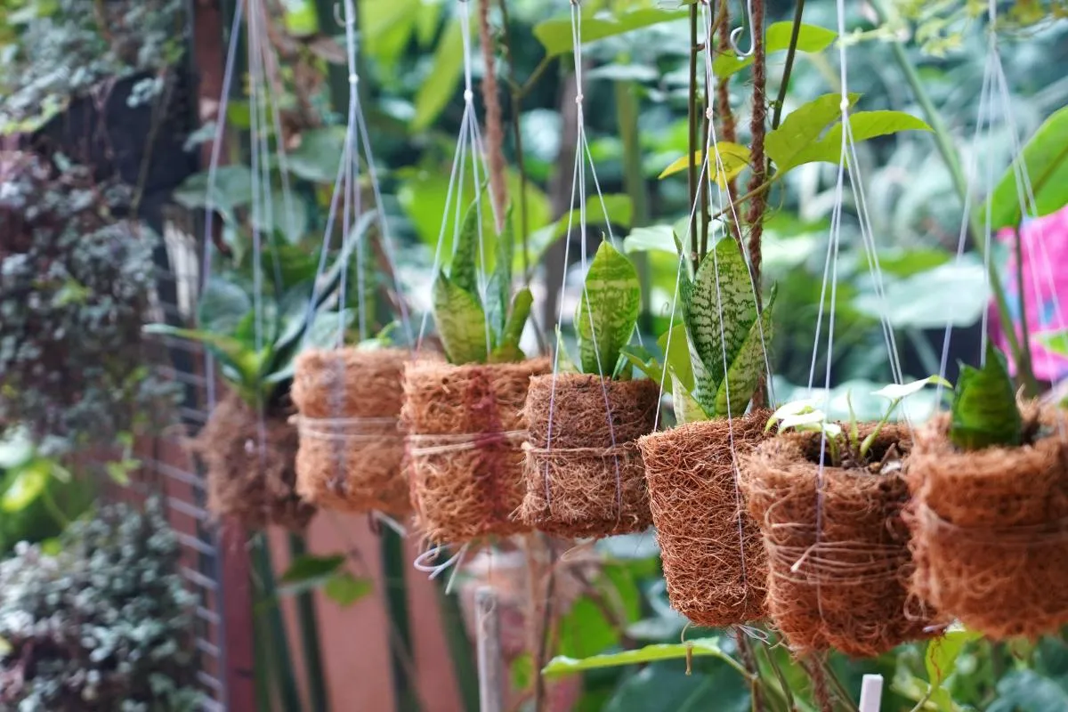 Zo vermenigvuldig je je sansevieria: Dit mag je absoluut niet doen