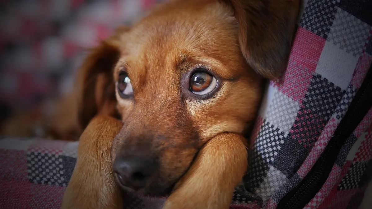 Een angstaanjagende gedachte, maar op deze manier zie je wanneer je hond pijn heeft