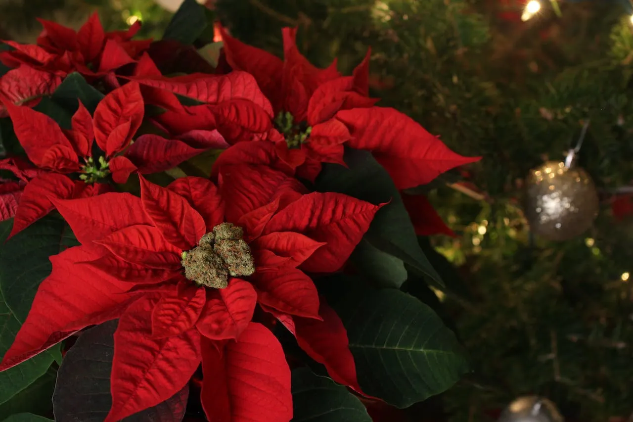 Hoe laat je je kerstster volgend jaar opnieuw bloeien?
